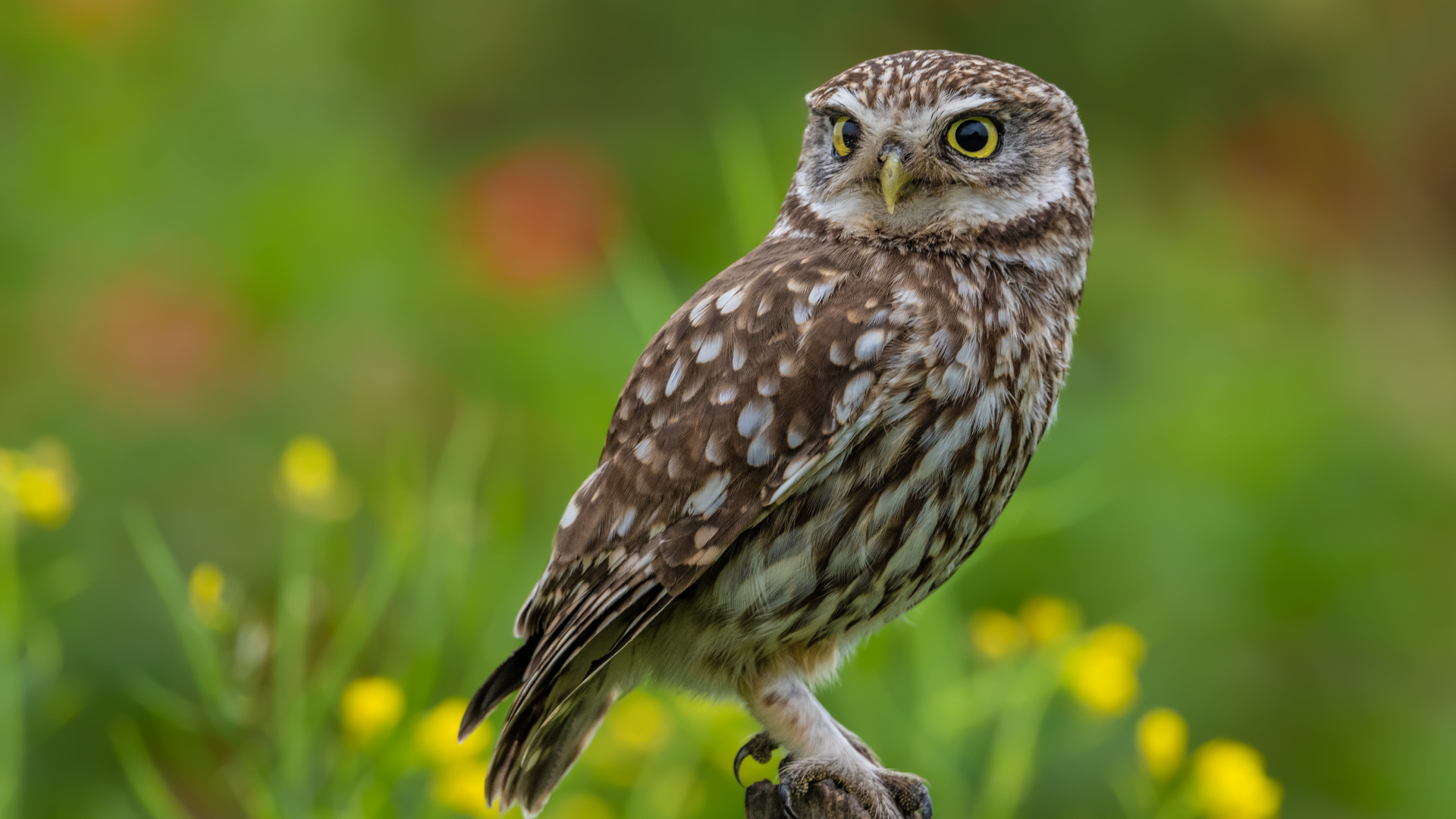 Красивая большая сова с желтыми глазами сидит на дереве