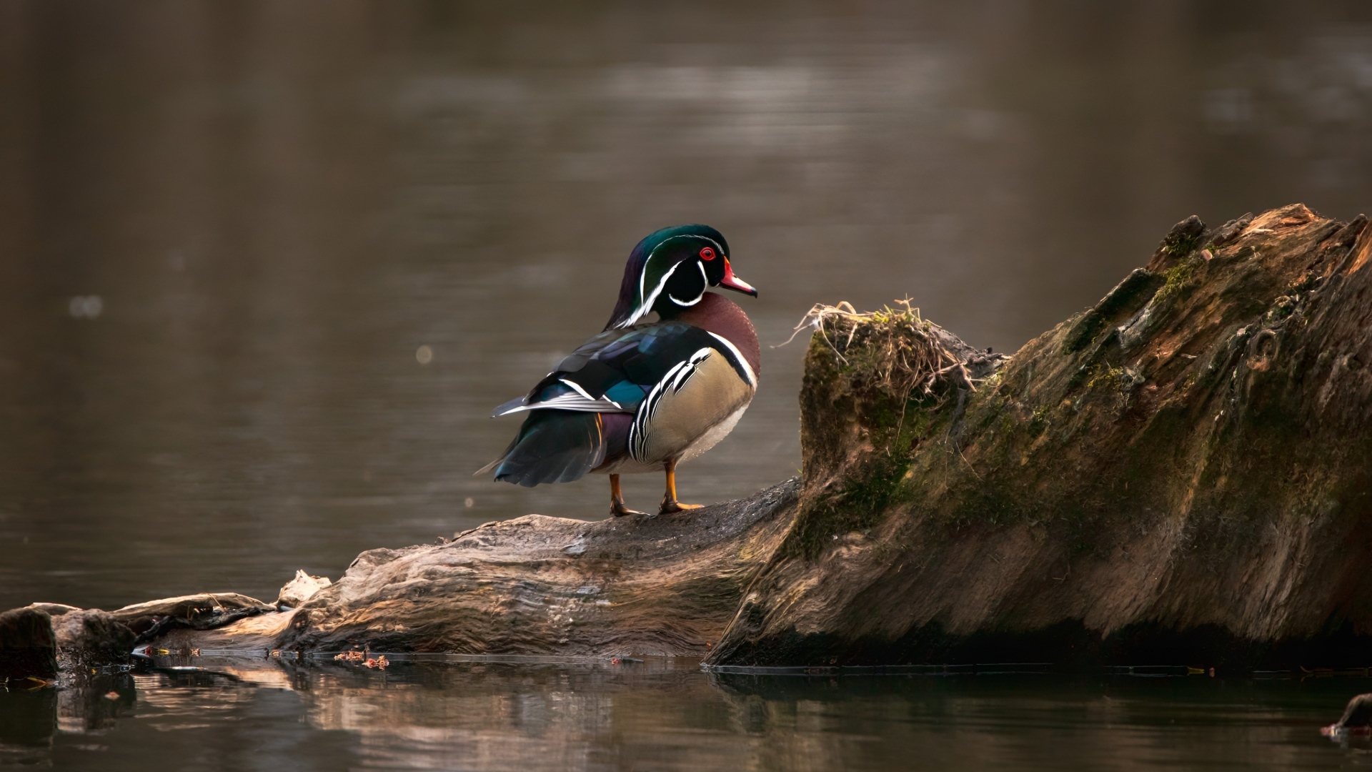 Красивая утка сидит на коряге в воде