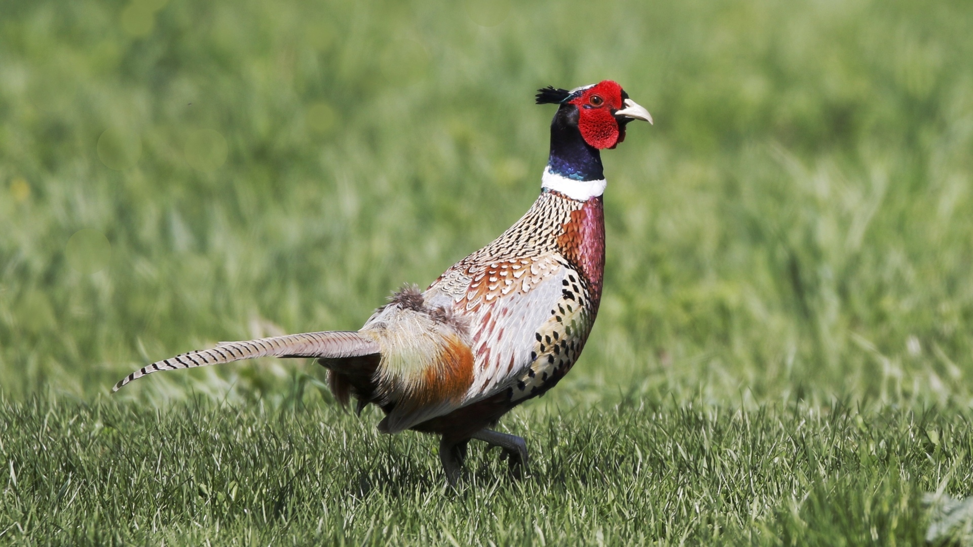 Красивый пестрый фазан идет по траве