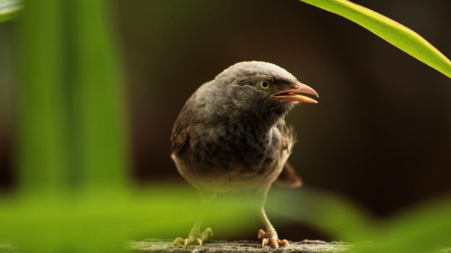 Черная птица сидит на камне в зарослях