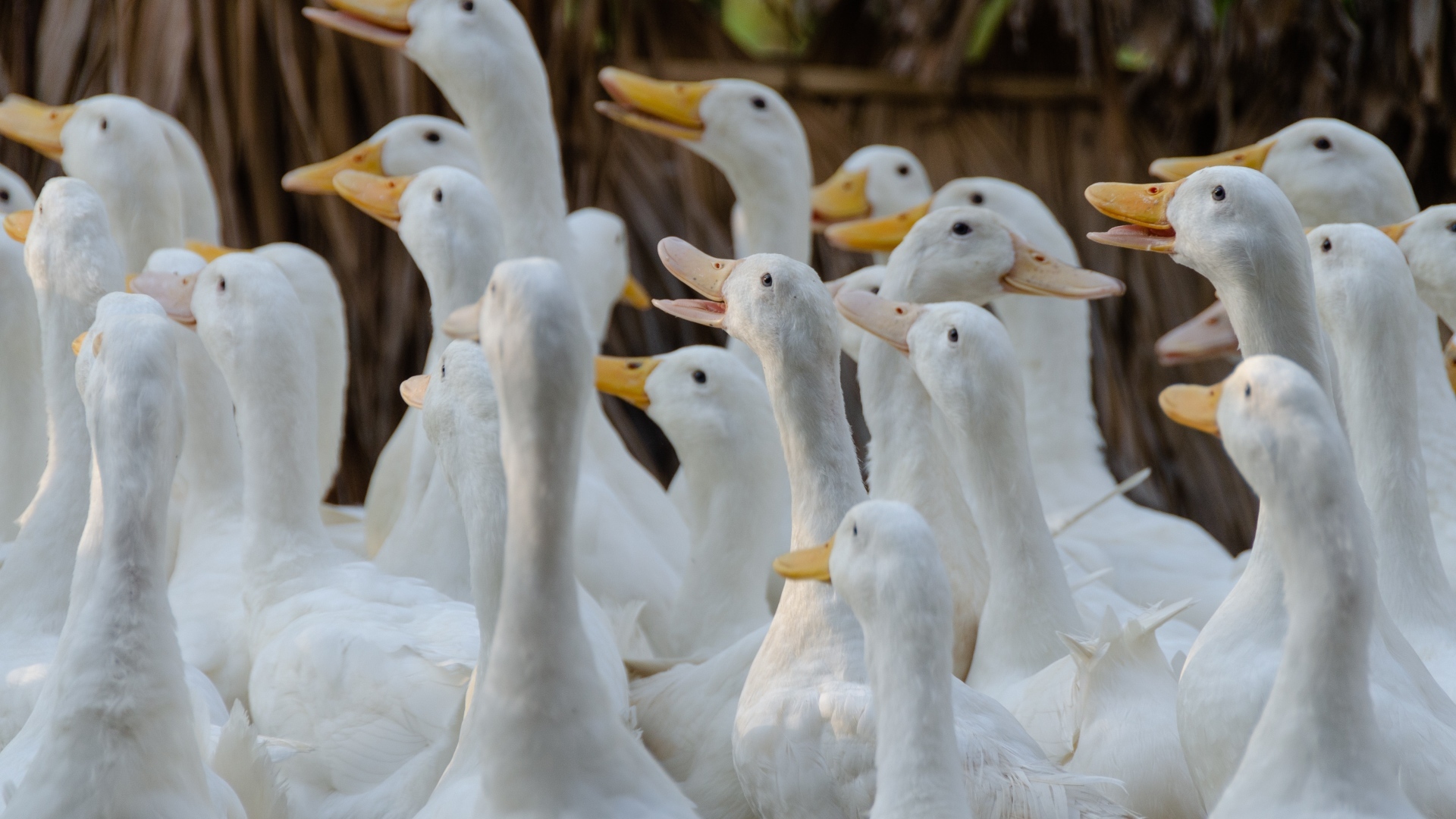 Стадо белых гусей на ферме