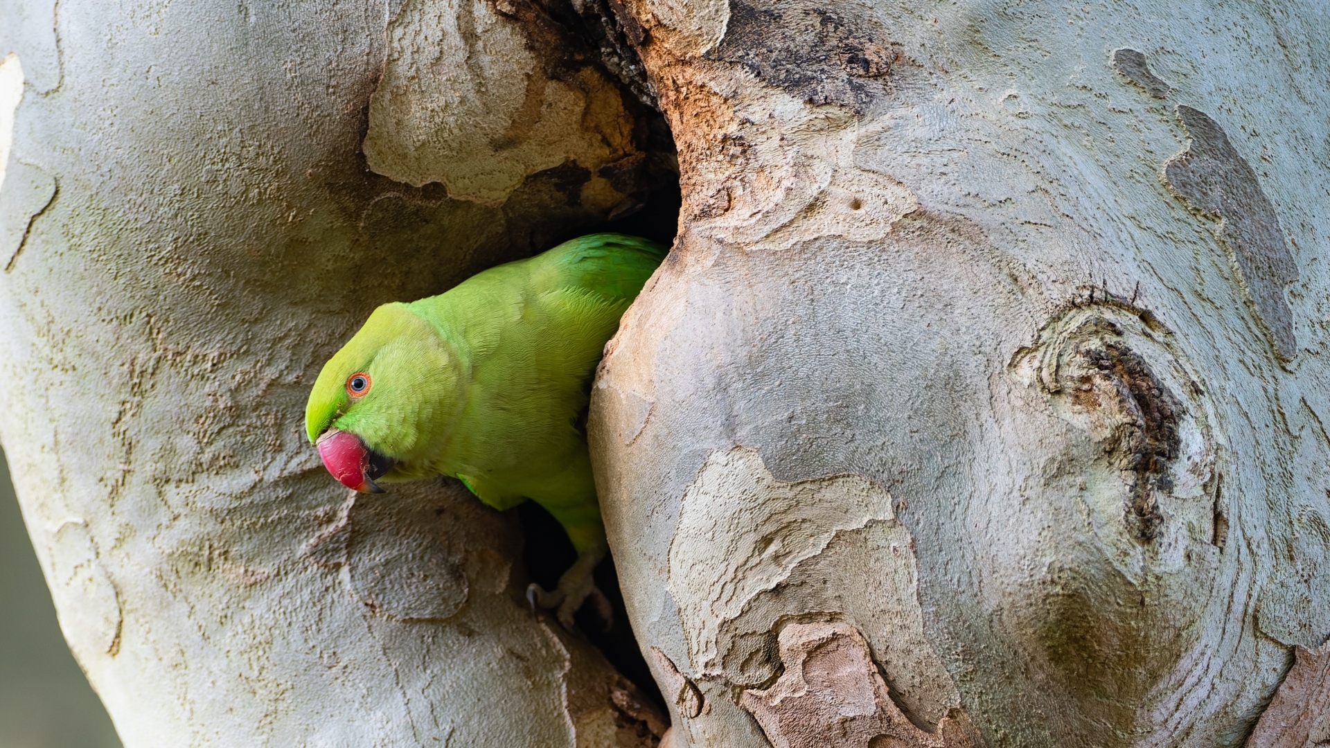 Зеленый попугай сидит в дупле дерева