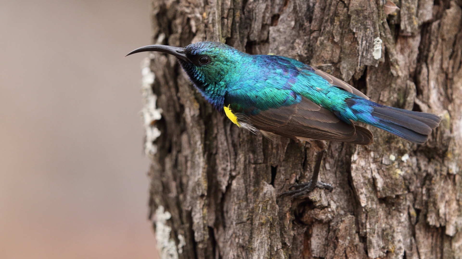 Птица зимородок с острым клювом сидит  на дереве 