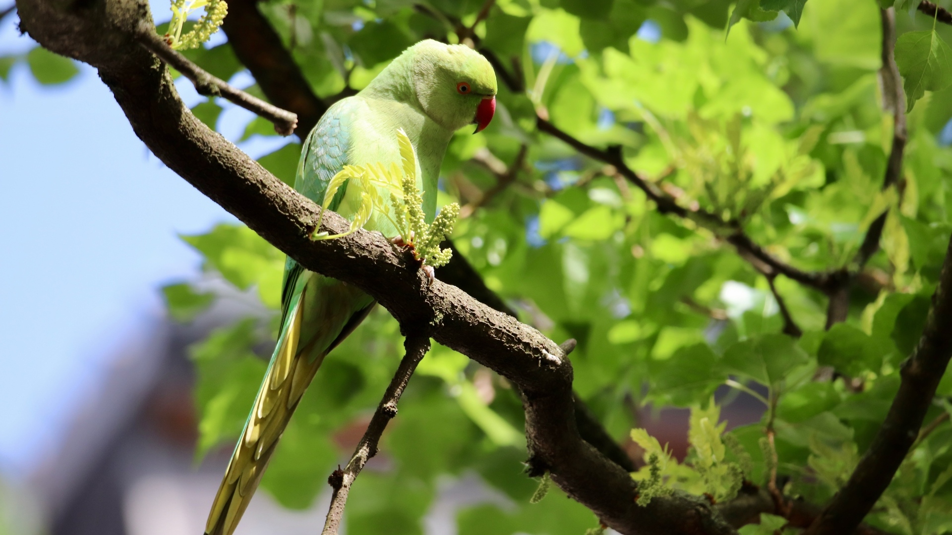 Большой зеленый попугай сидит на ветке дерева