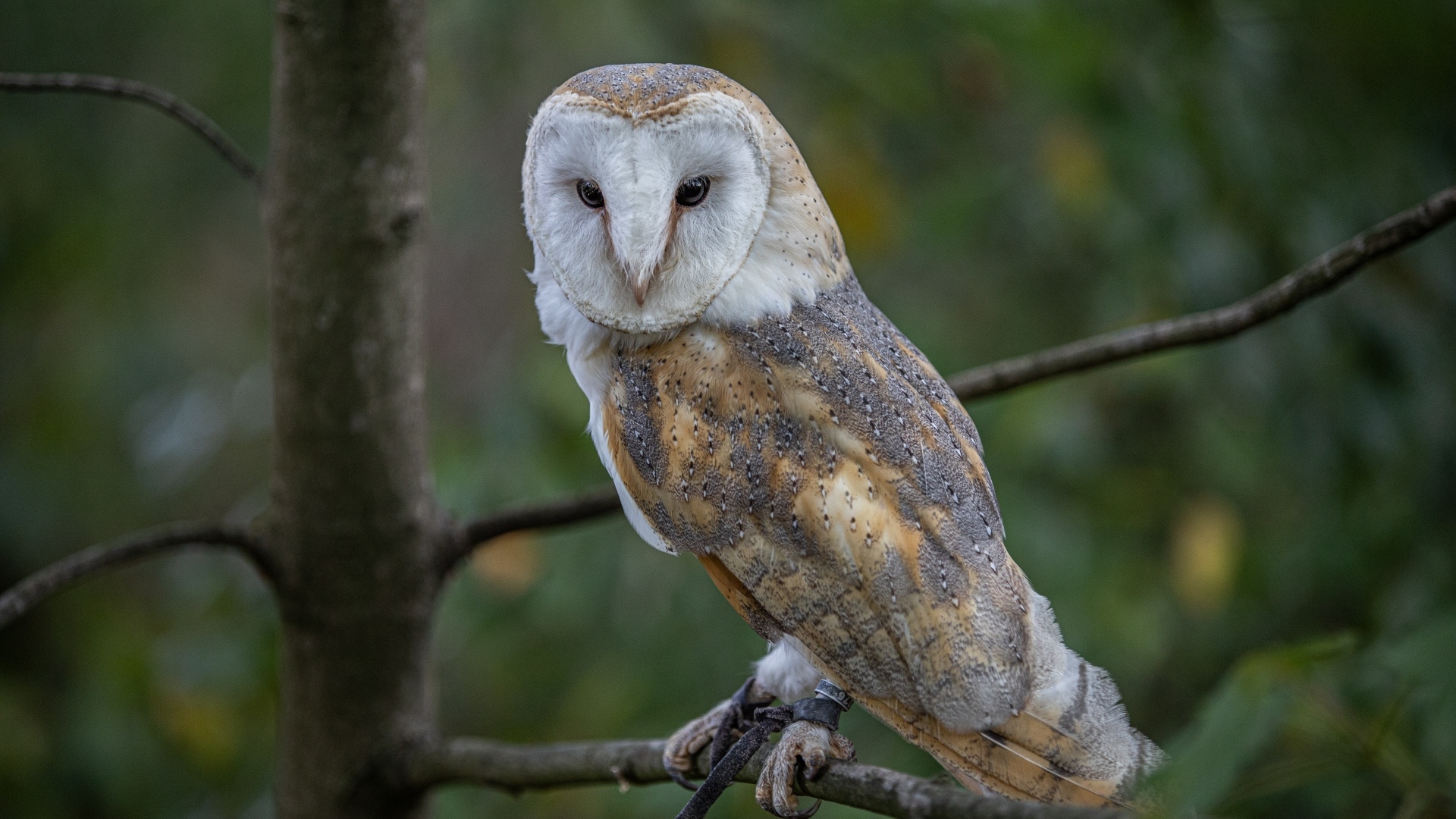 Большая сова сидит на ветке в лесу