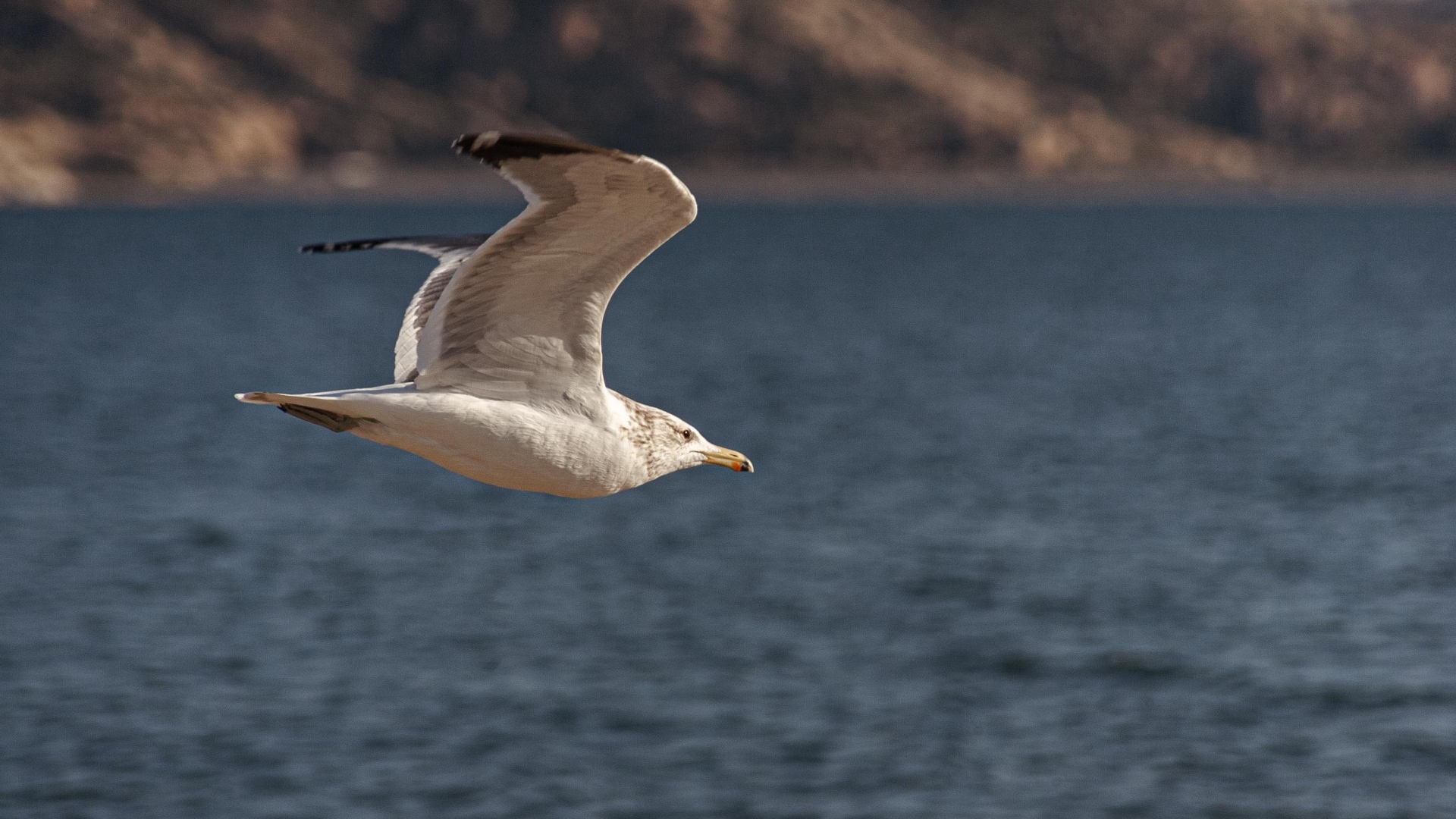Большая белая чайка летит над морем