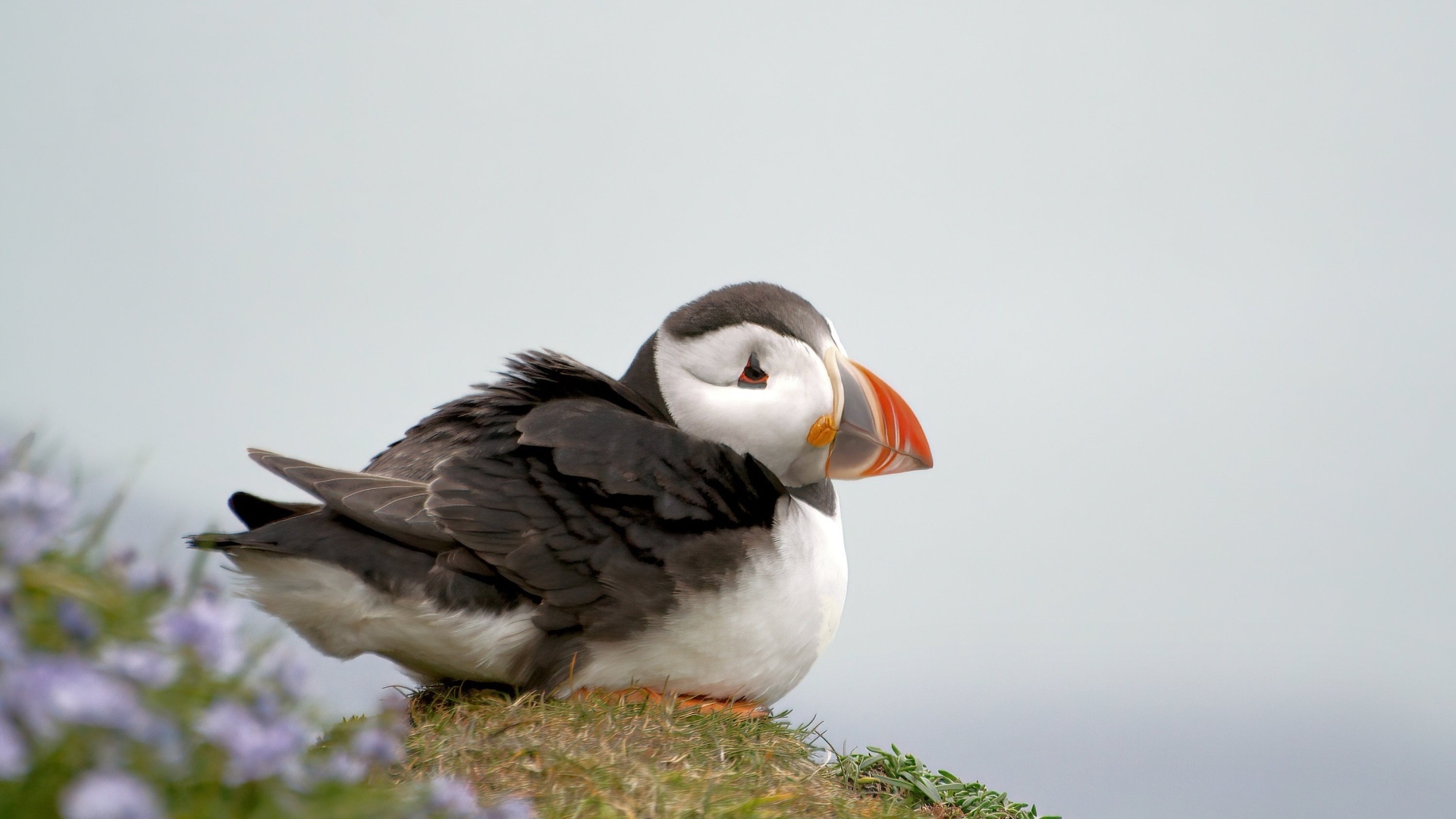 Маленький тупик сидит на холме 