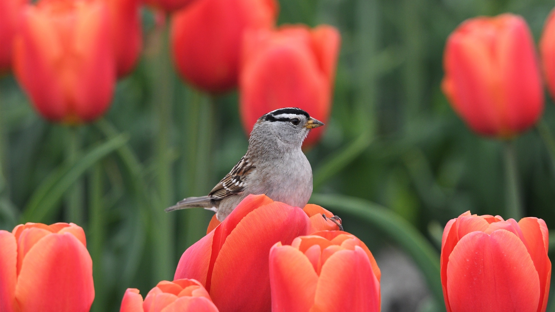 Маленькая птица сидит на красном тюльпане