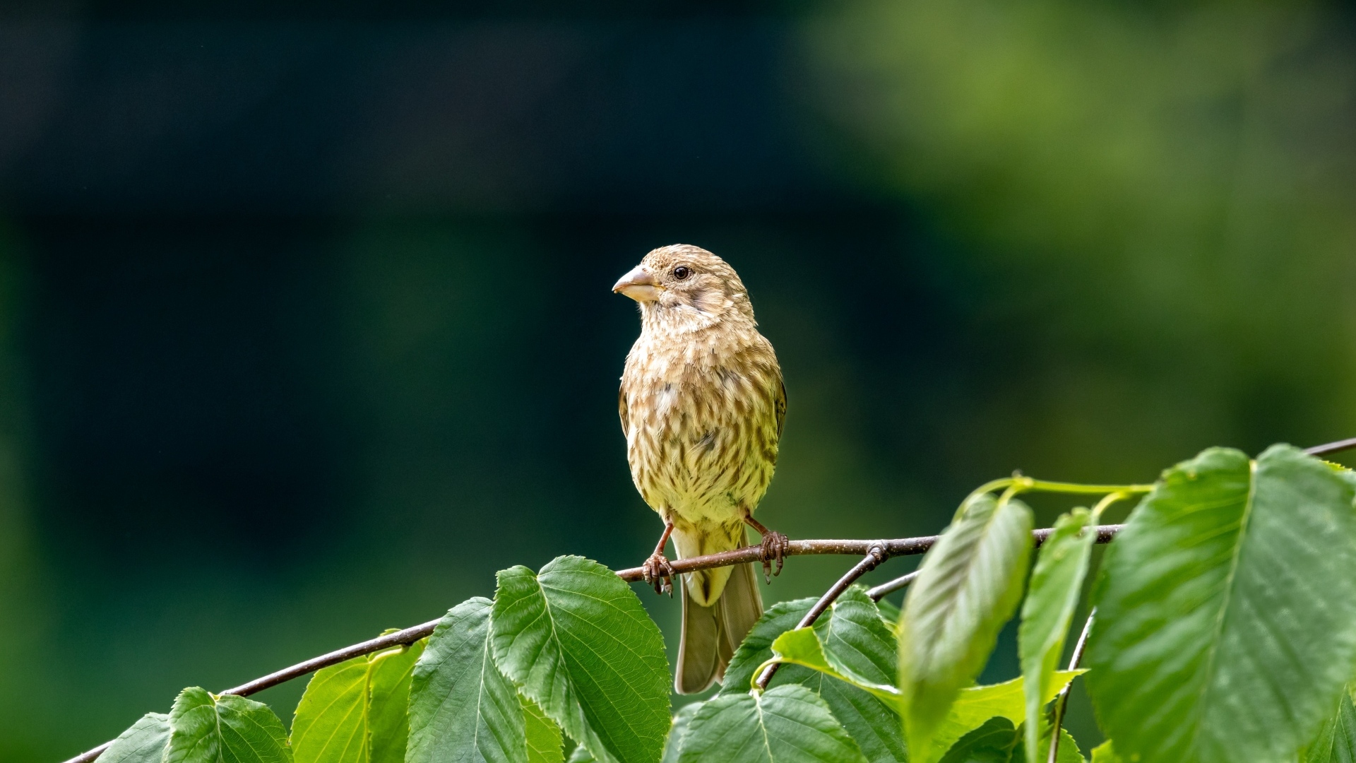 Маленькая серая птица сидит на ветке с зелеными листьями
