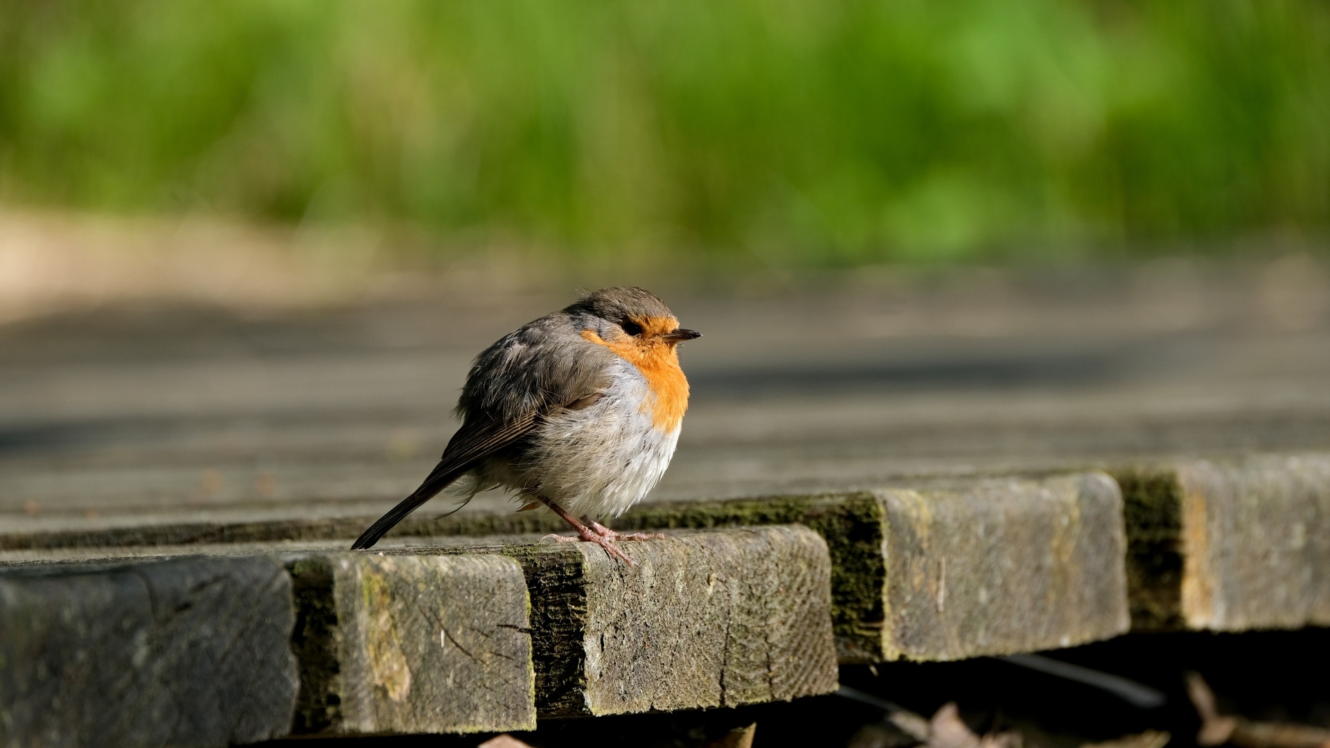 Маленькая нахохлившаяся птица сидит на мосту