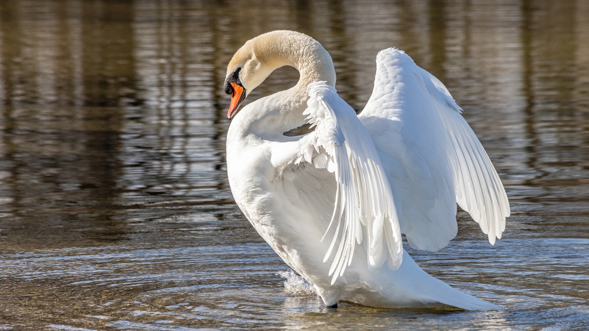 Красивый большой белый лебедь расправил крылья в воде