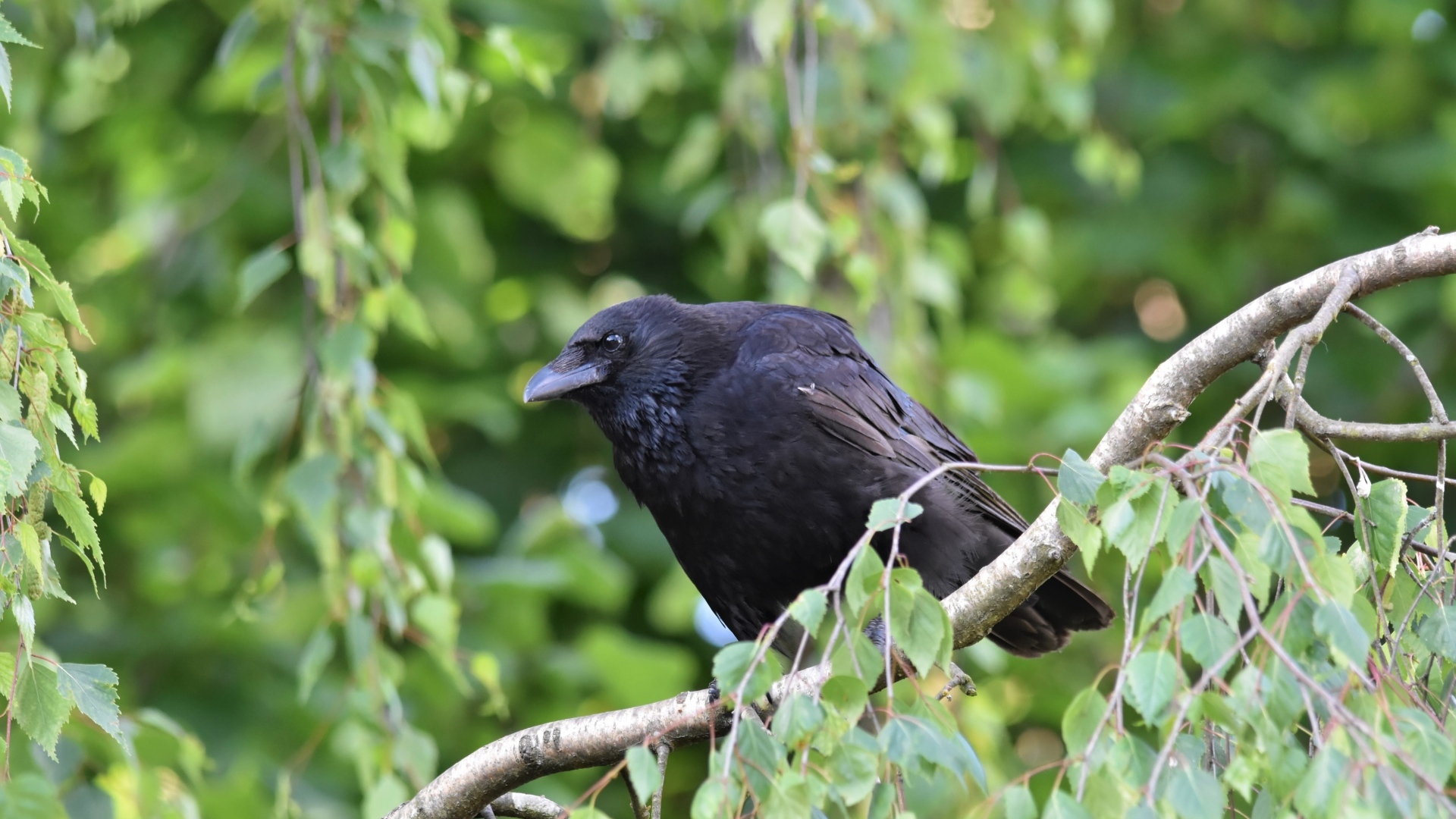 Большой черный ворон сидит на ветке