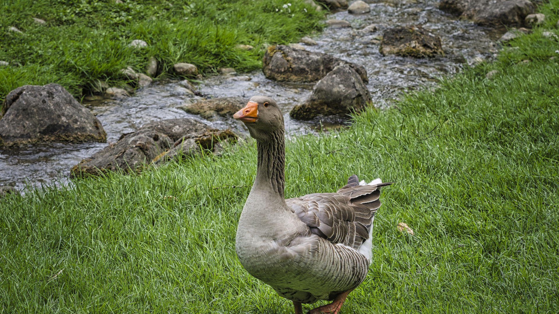 Большой гусь на траве у ручья