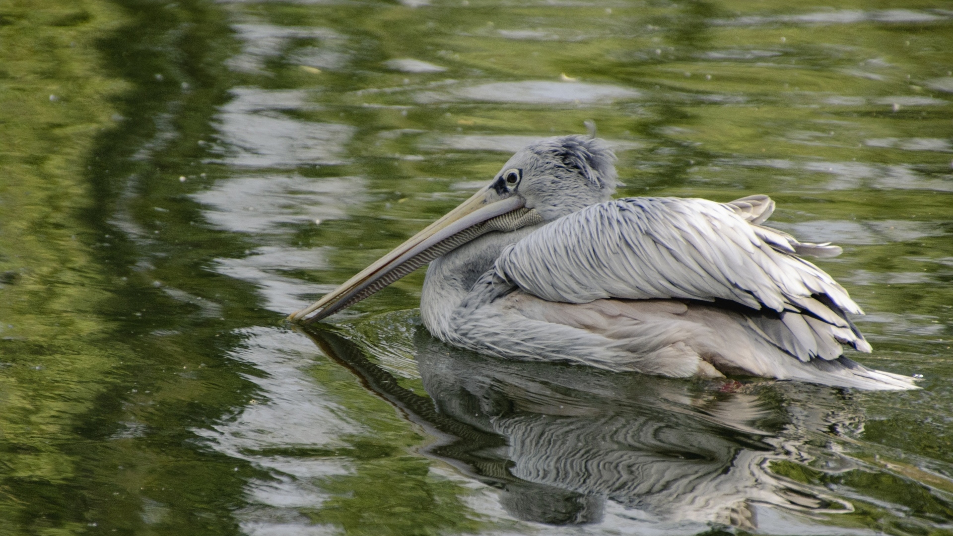 Большой серый пеликан в воде