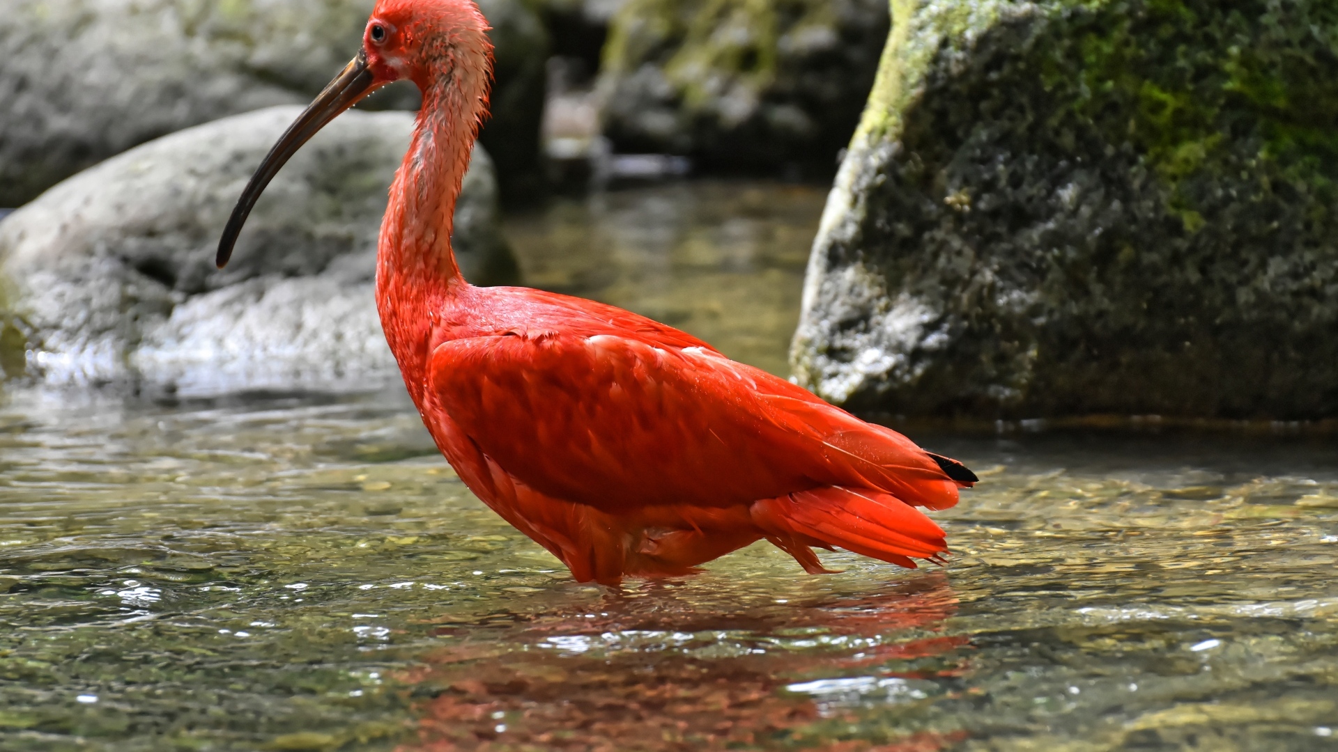 Большой красный ибис в воде
