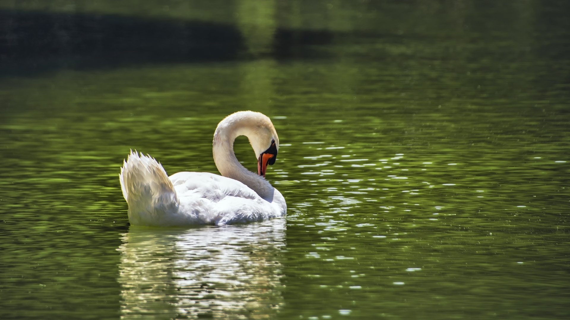 Большой белый лебедь плавает в пруду