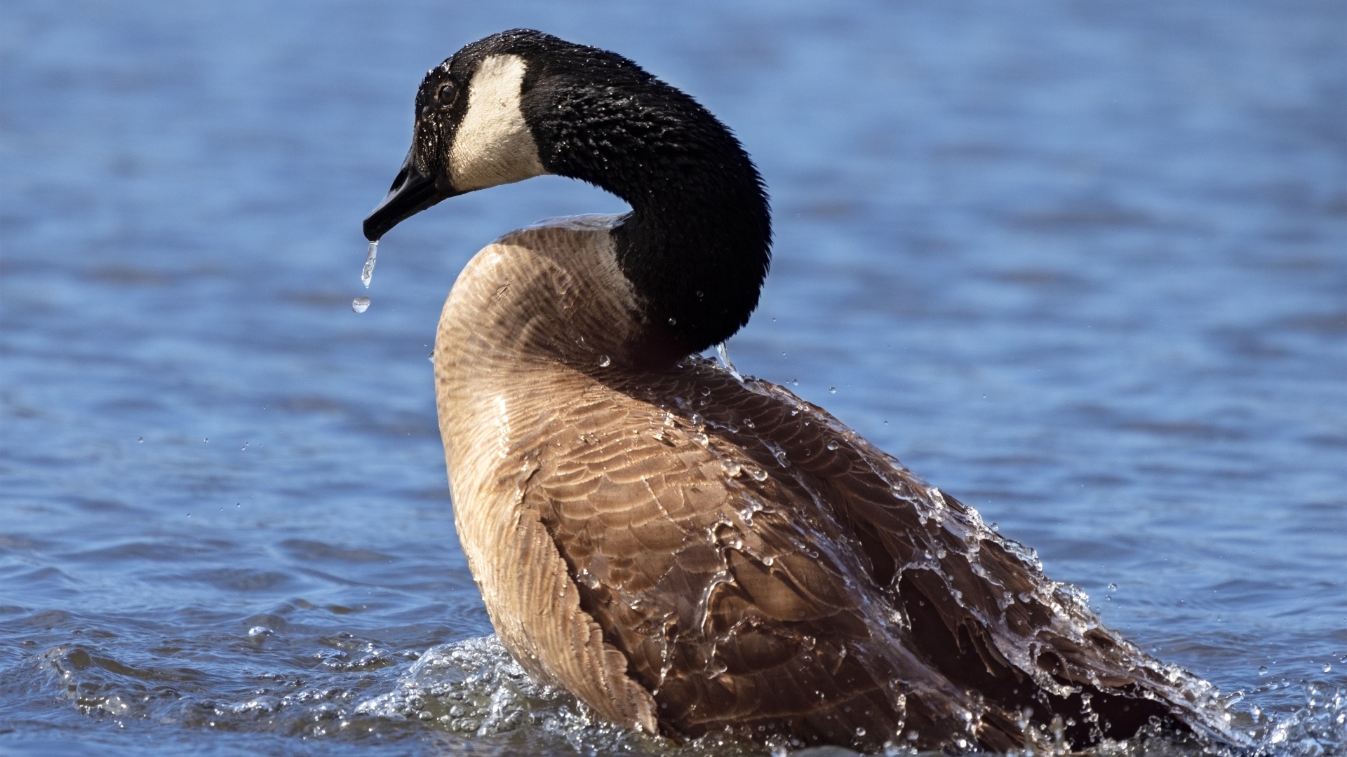 Большой дикий гусь купается в озере