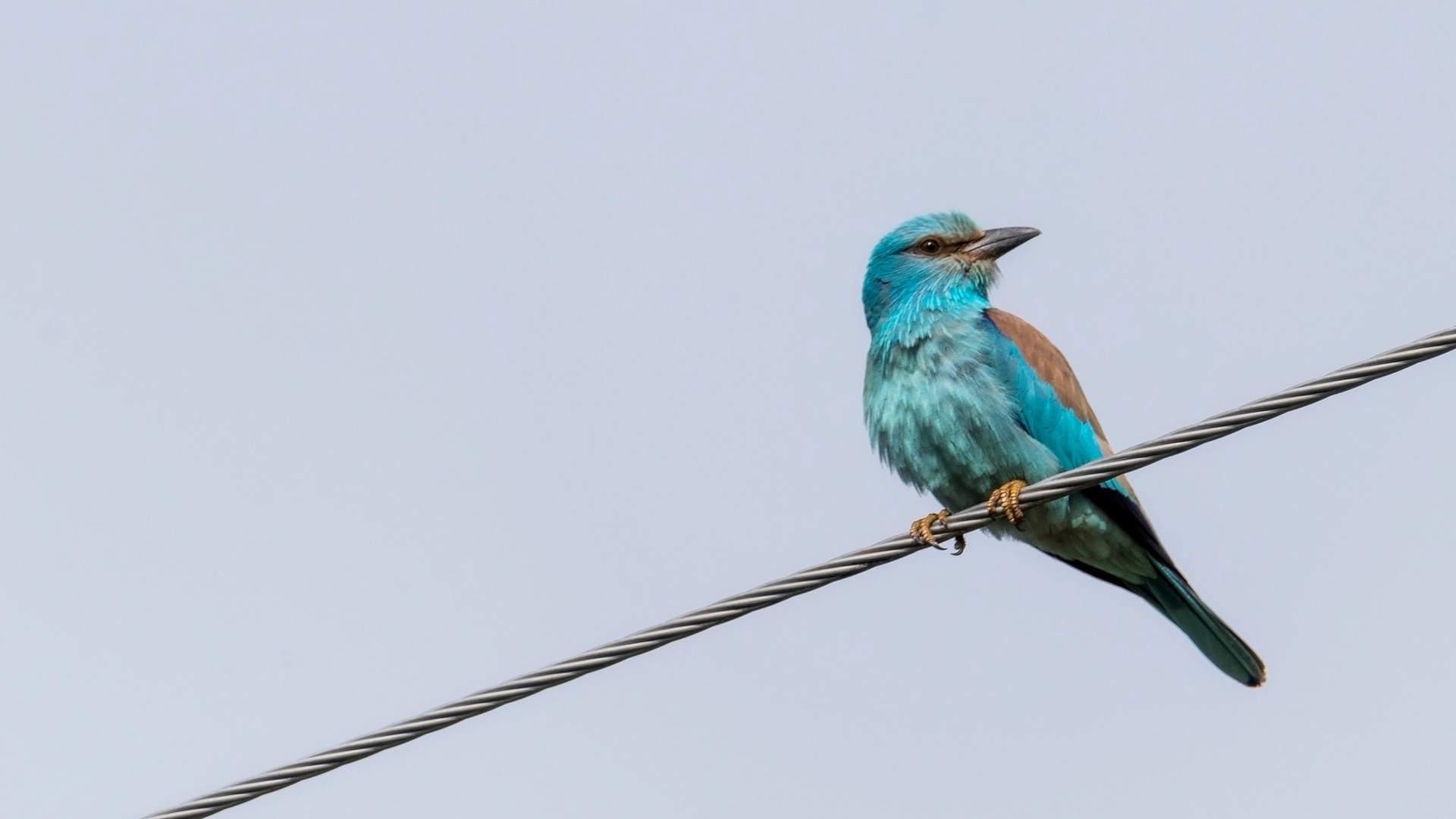 Птица европейский роллер сидит на проводе 