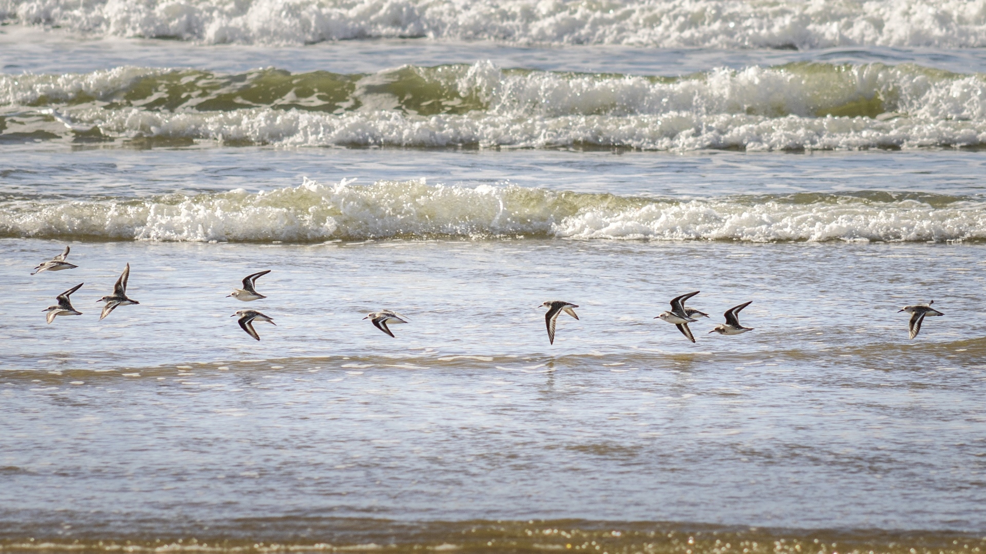 Птицы пролетают над морскими волнами