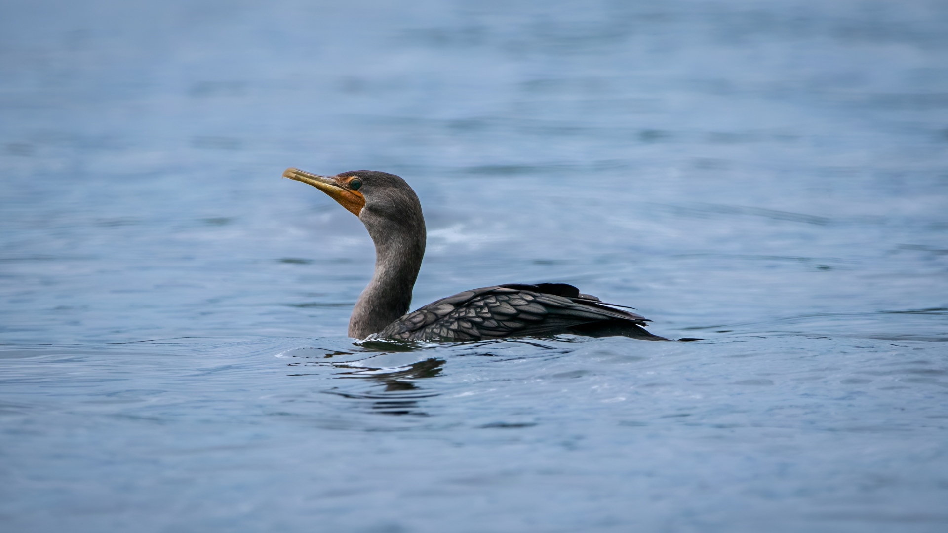 Черный баклан охотится в воде