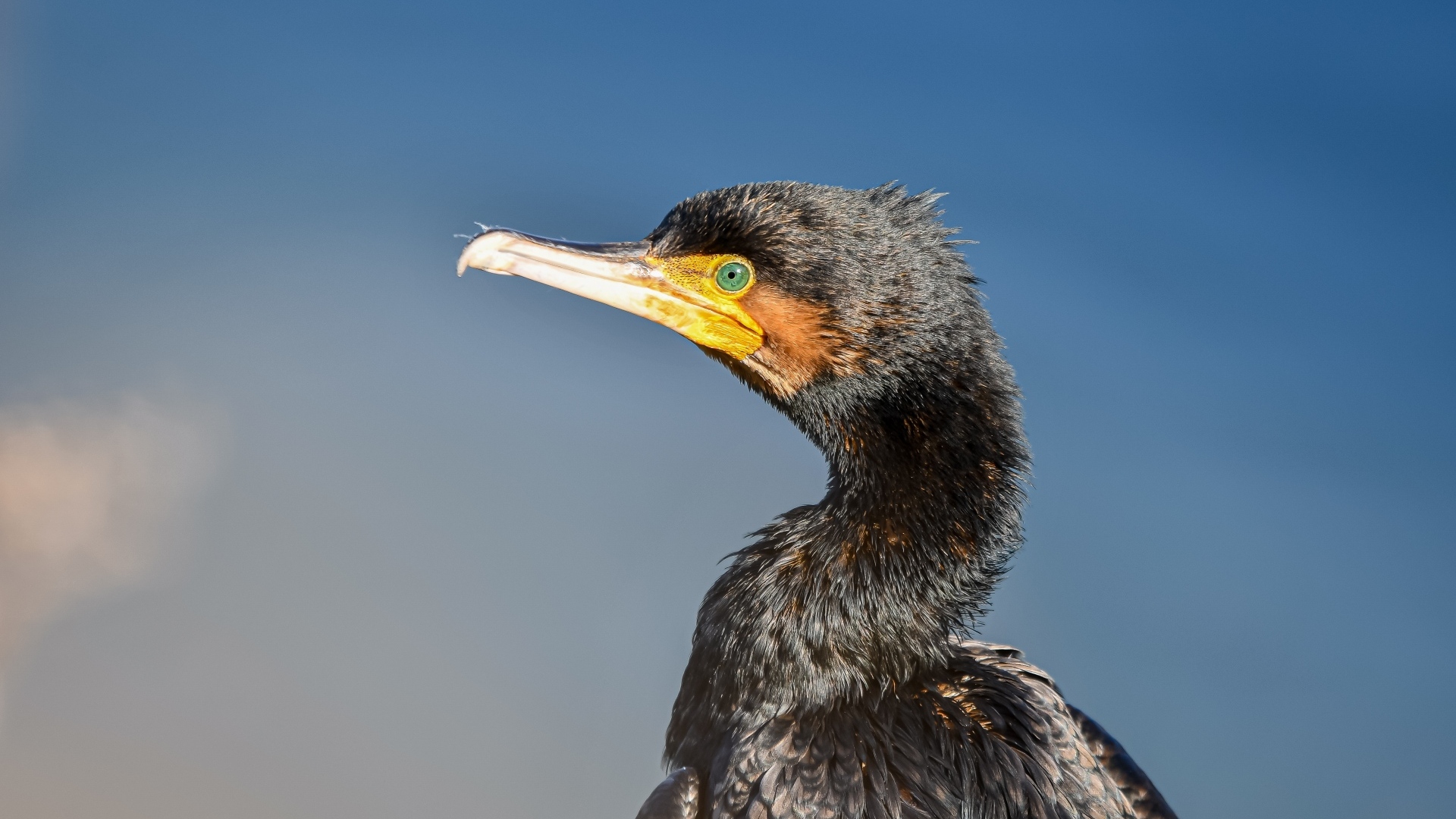 Черный баклан с большим острым клювом