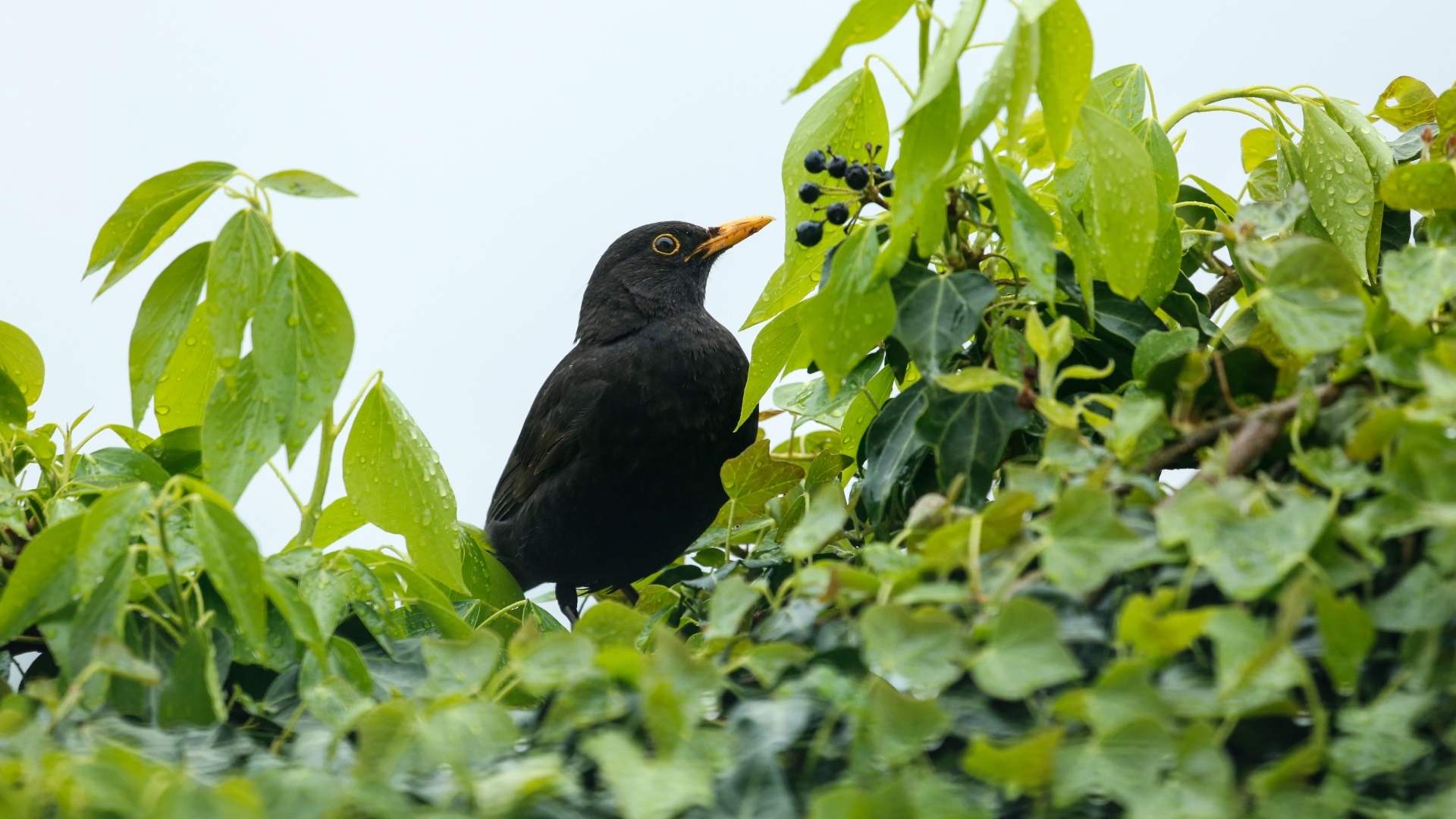 Черный дрозд сидит в ветках дерева