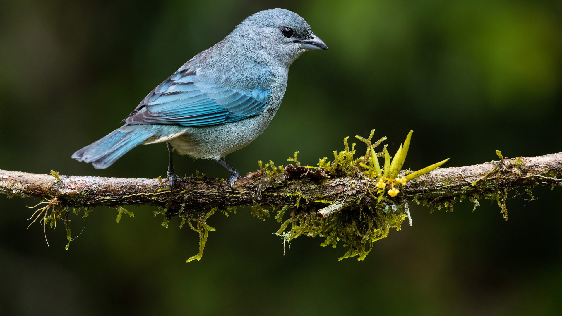 Синеплечий траупис сидит на ветке