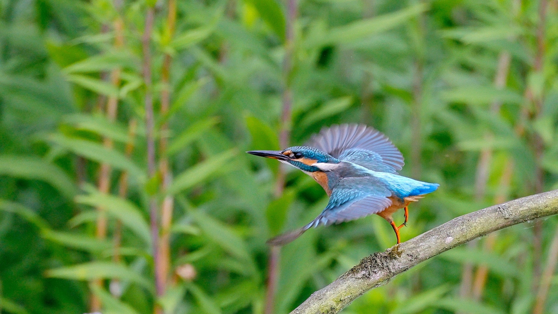 Голубая птица зимородок взлетает с ветки