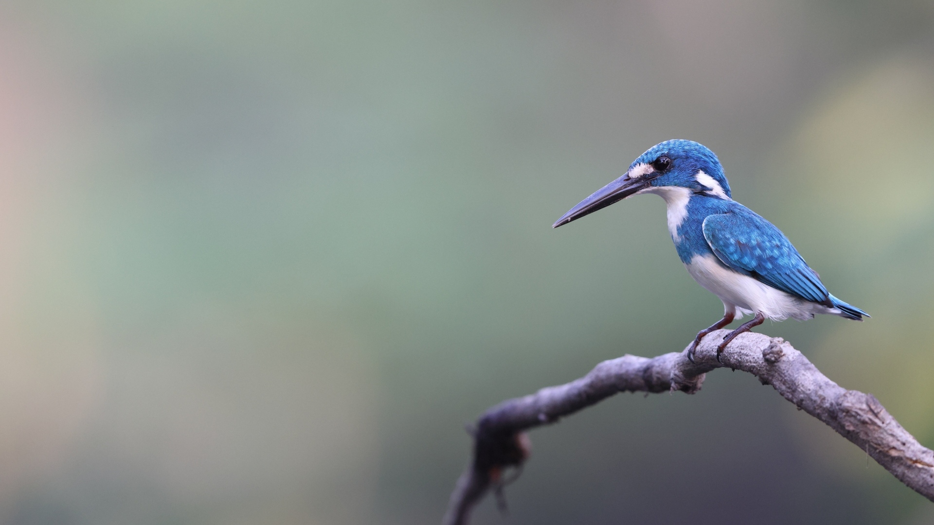 Голубая птица зимородок с острым клювом на ветке