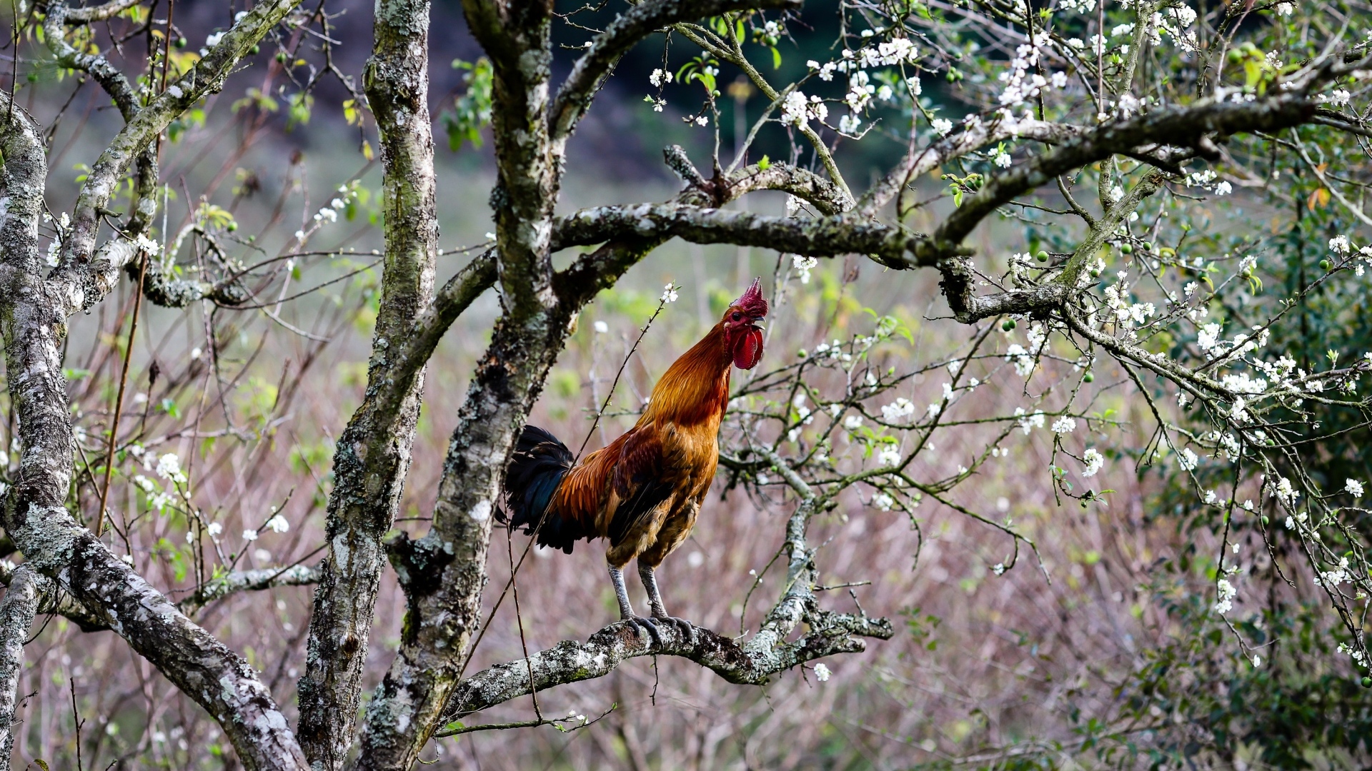Коричневый петух сидит на ветке дерева