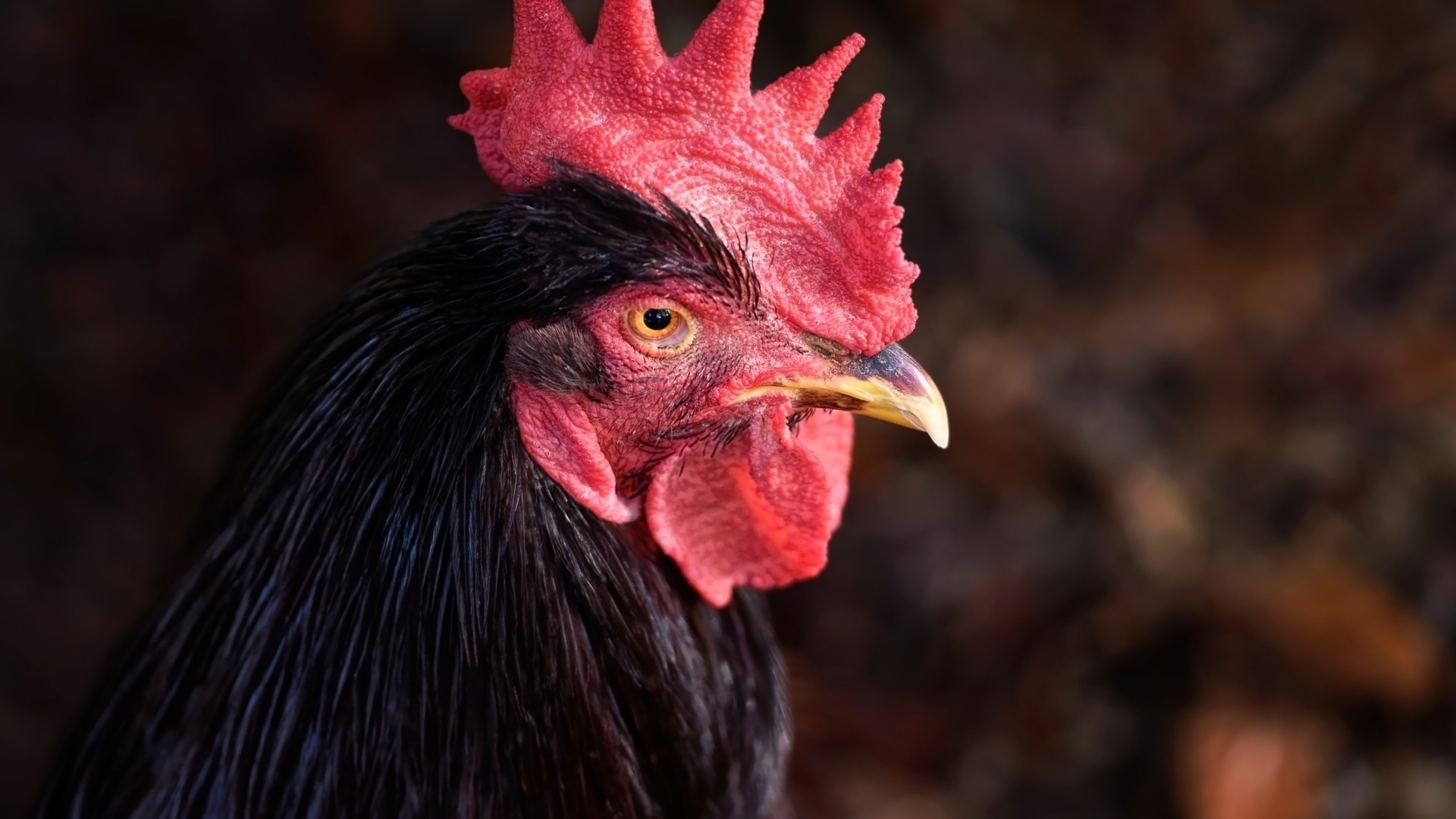 Коричневый петух с красным гребнем
