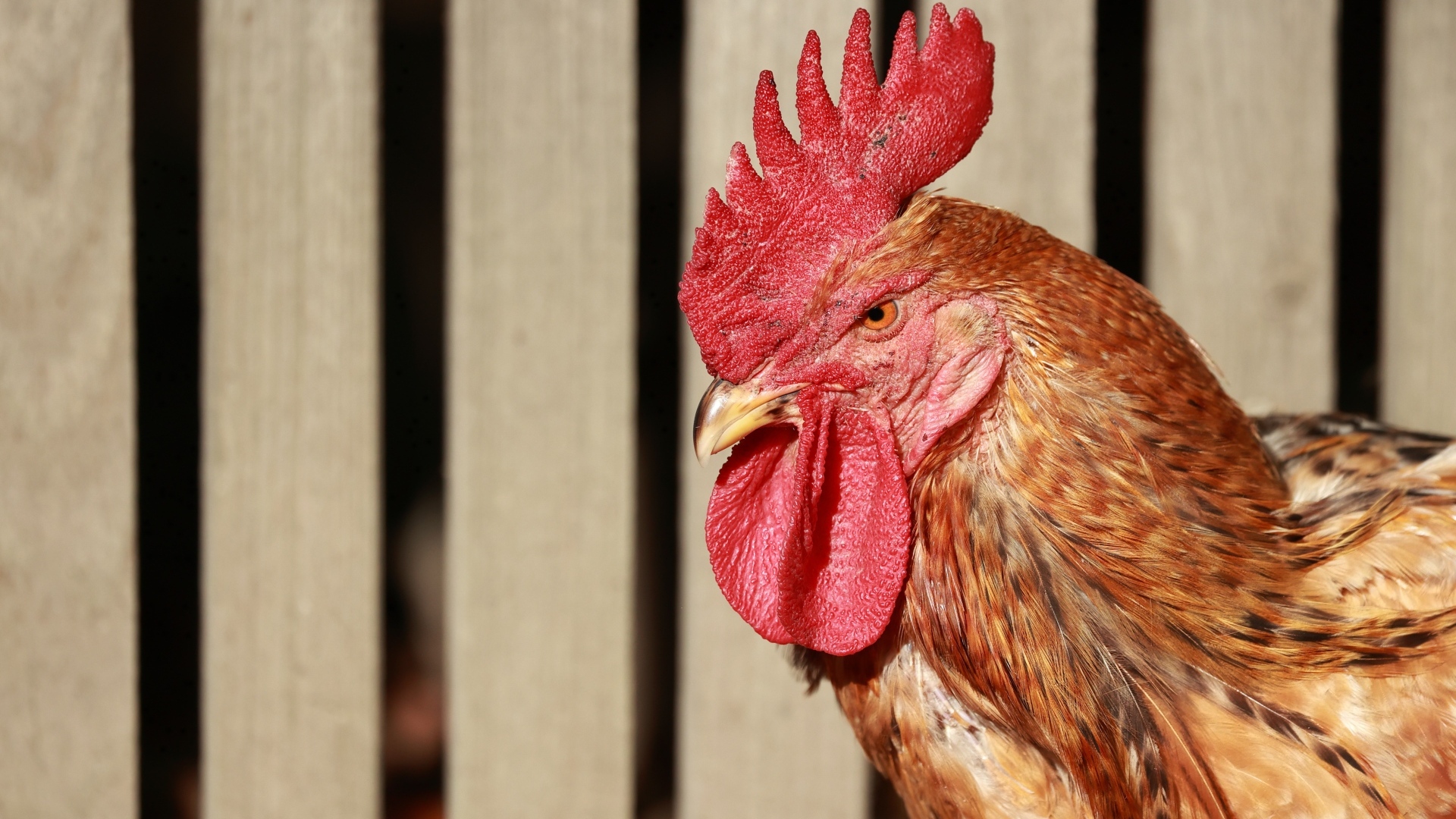 Коричневый петух с красным гребнем