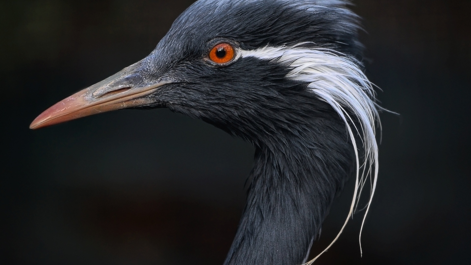 Голова журавля красавка крупным планом