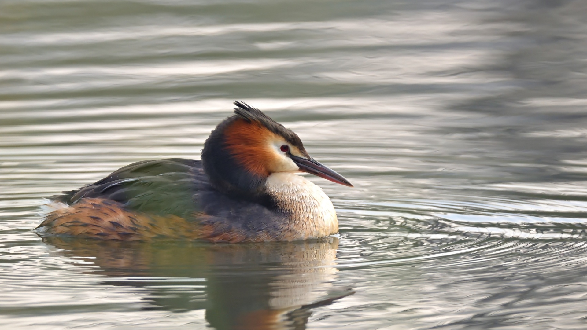 Птица хохлатая поганка в воде