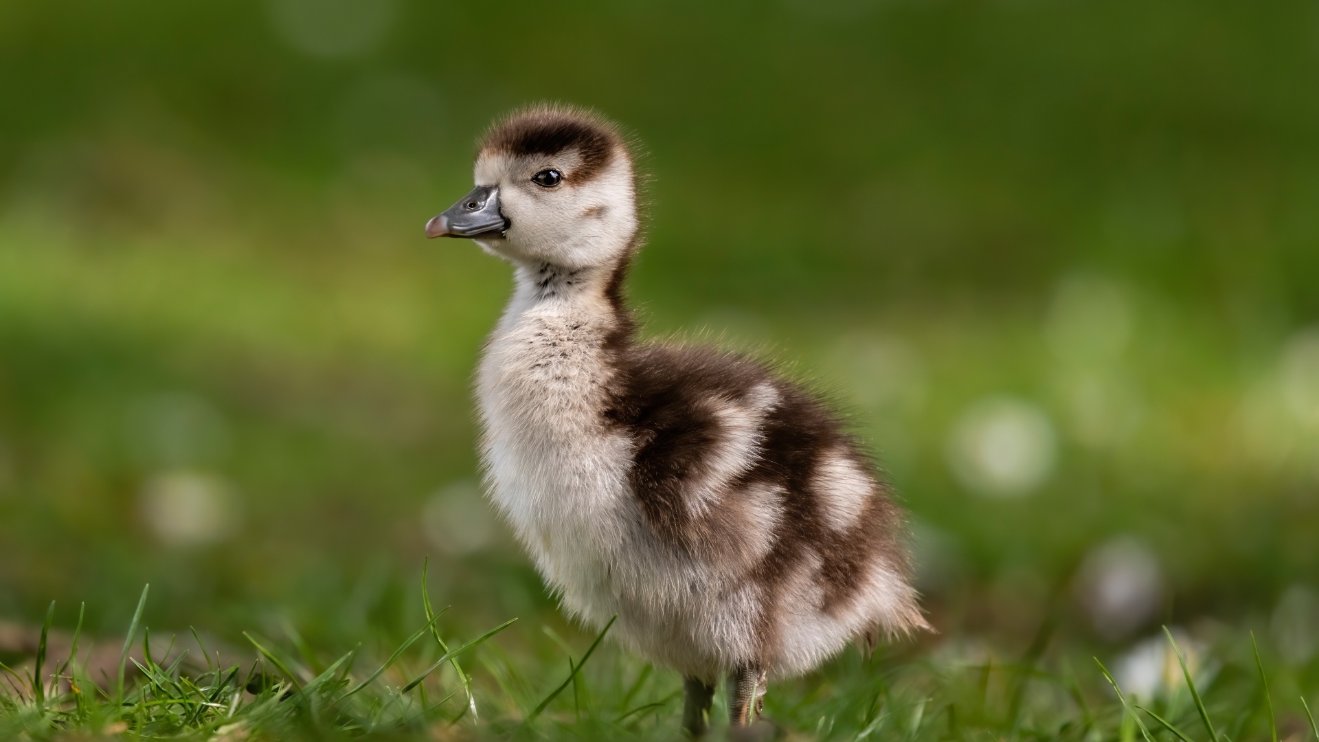 Утенок стоит в зеленой траве