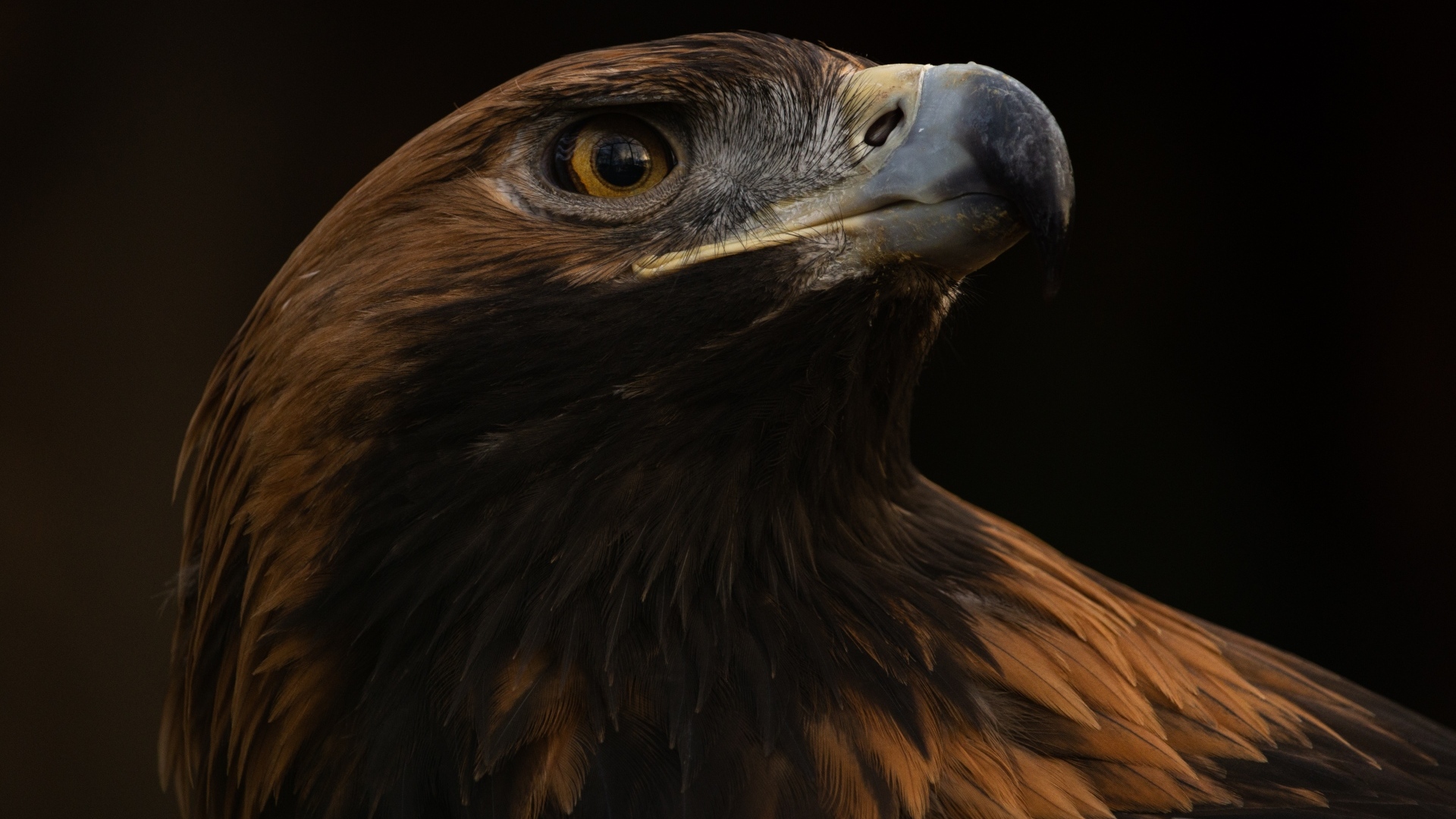 Голова орла на черном фоне