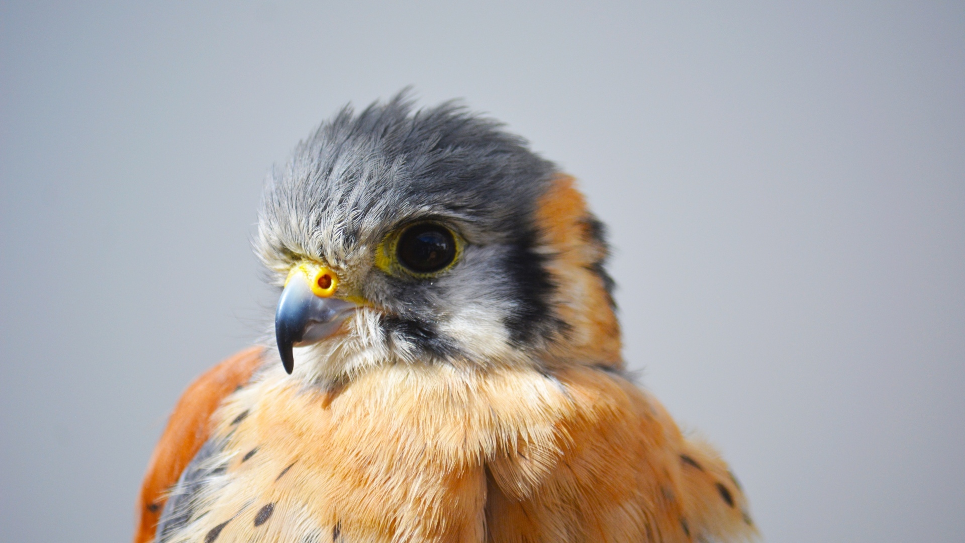 Голова сокола на сером фоне