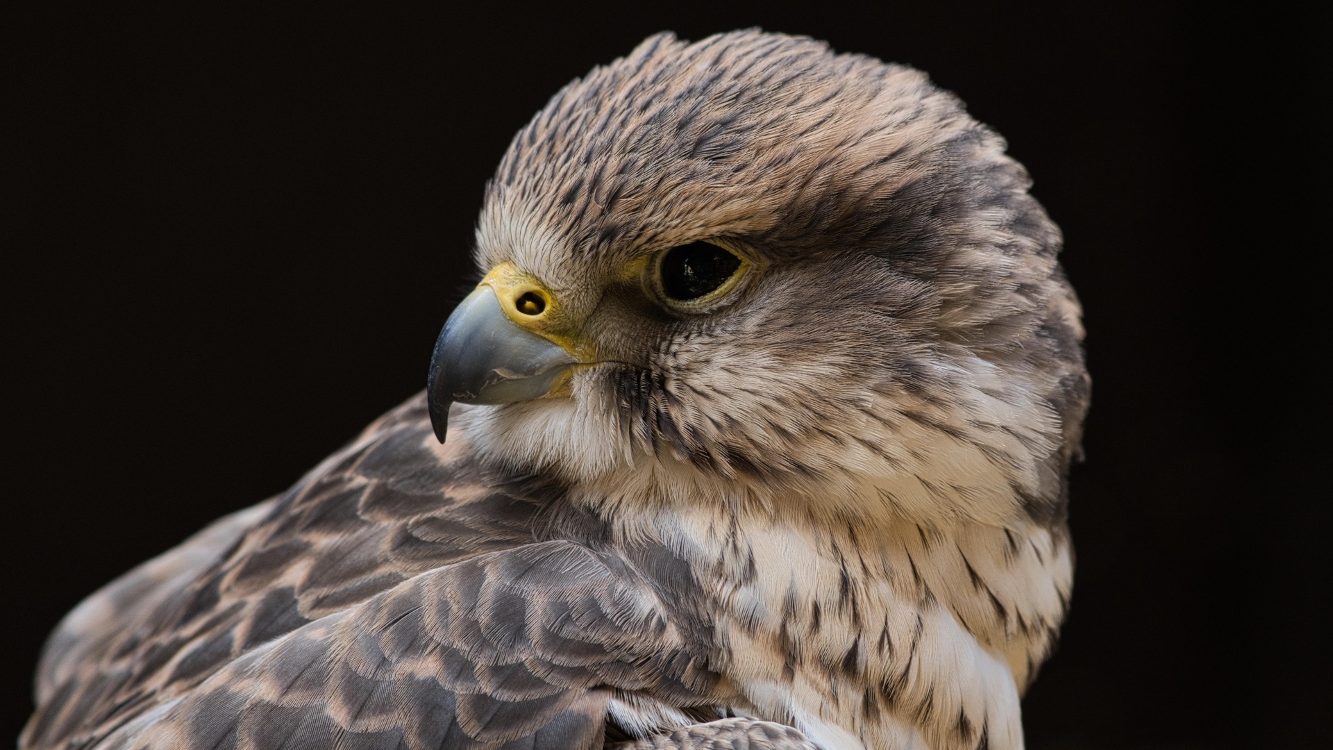 Сокол на черном фоне крупным планом
