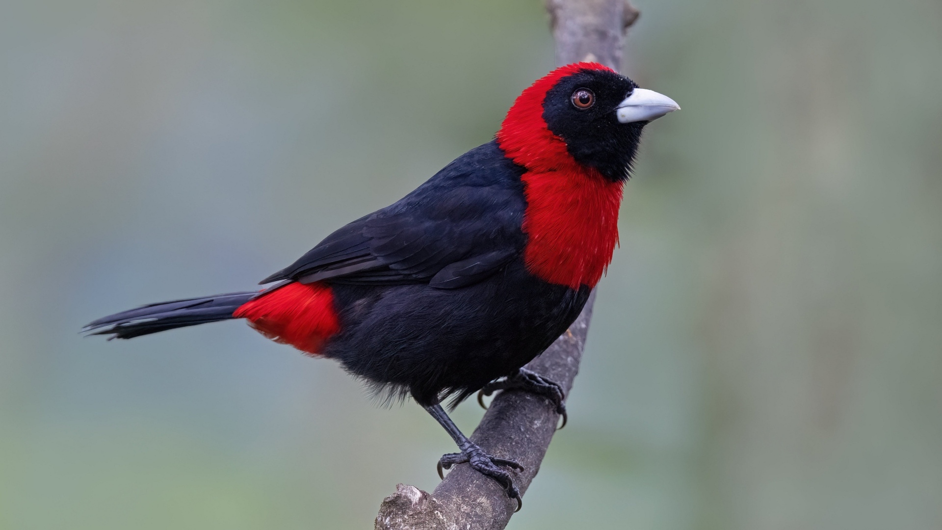 Огненная расписная танагра сидит на ветке дерева