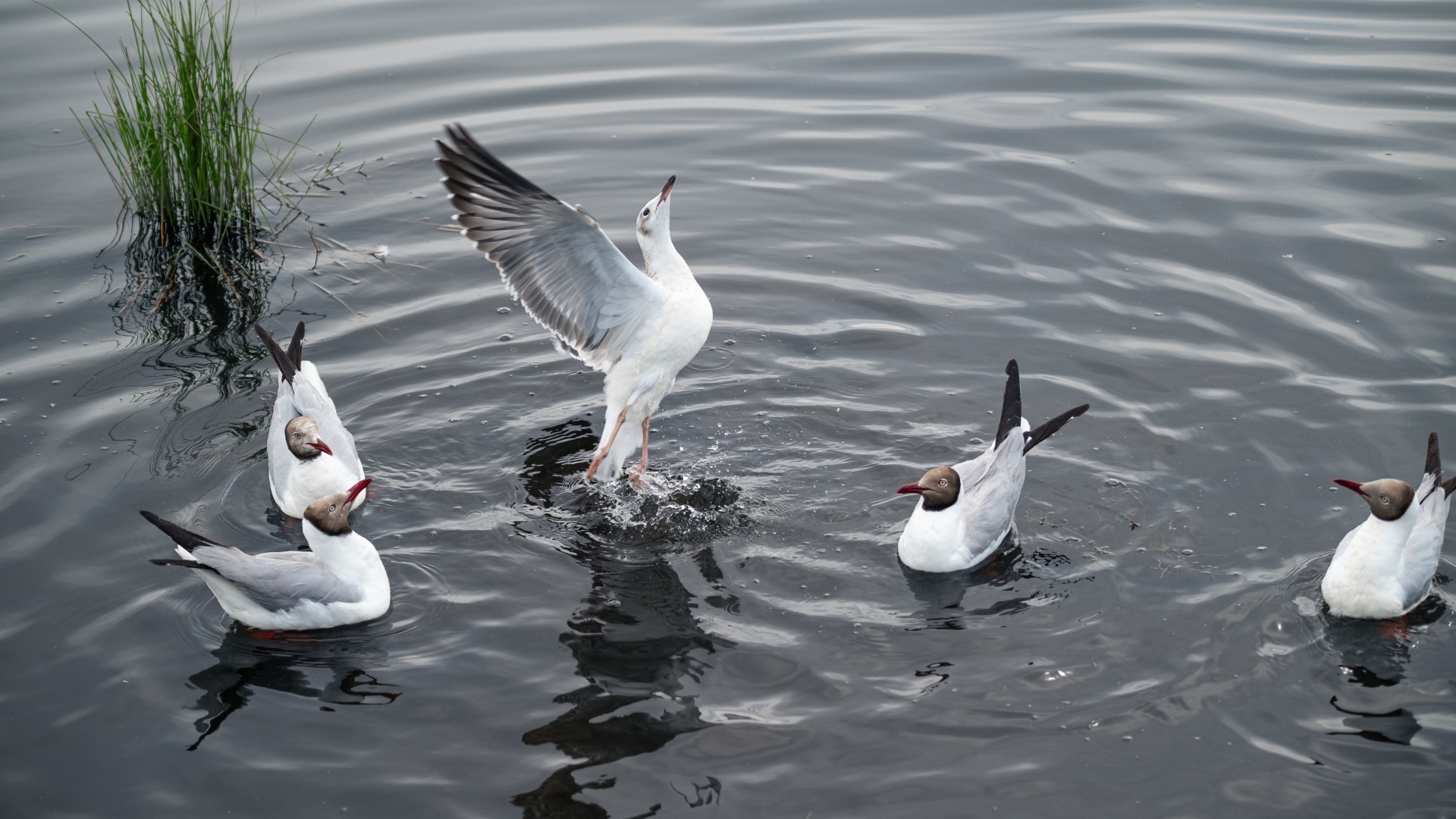 Пять чаек плавают в воде озера
