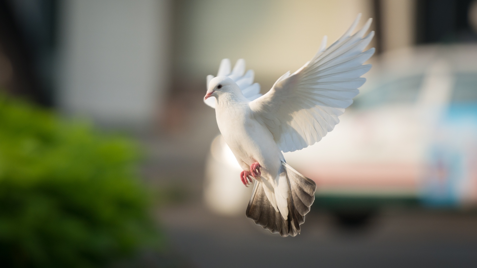 Полет красивого белого голубя