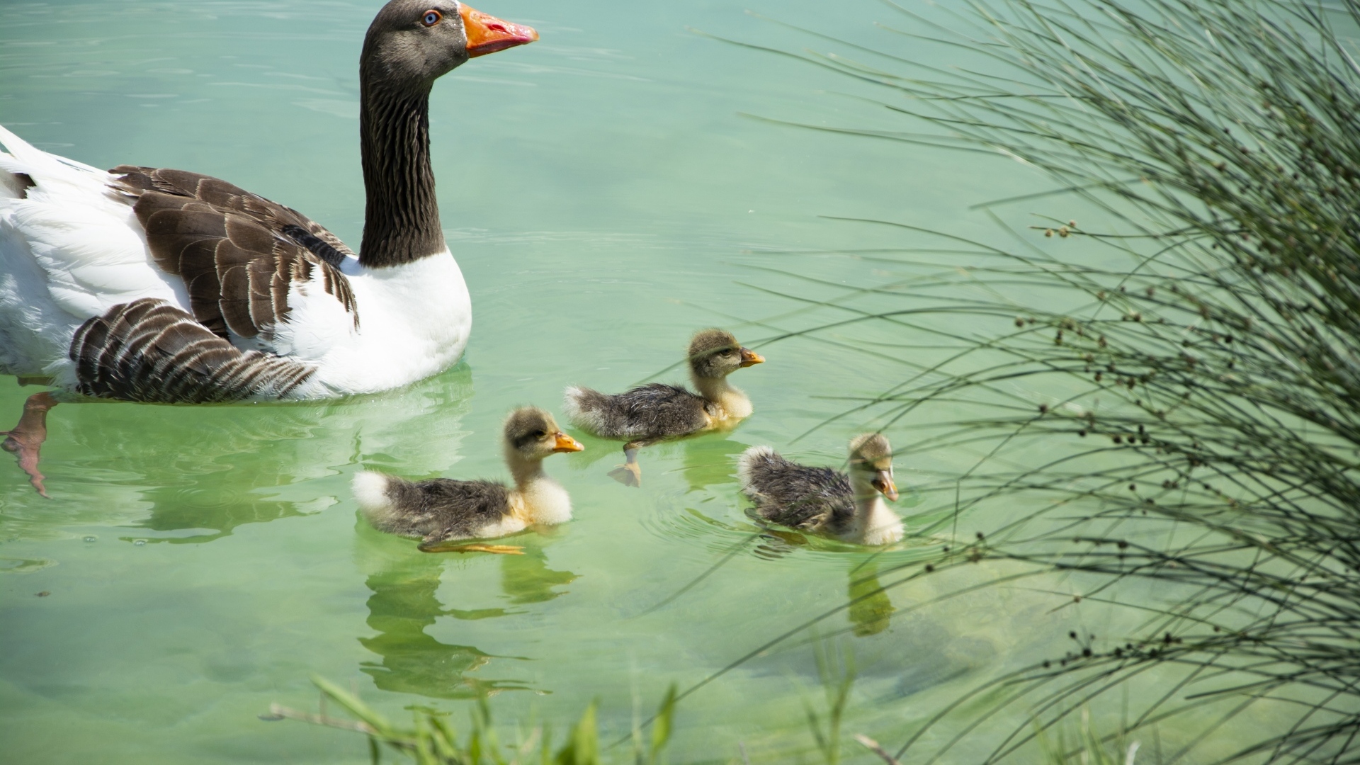 Гусыня с птенцами плавает в воде