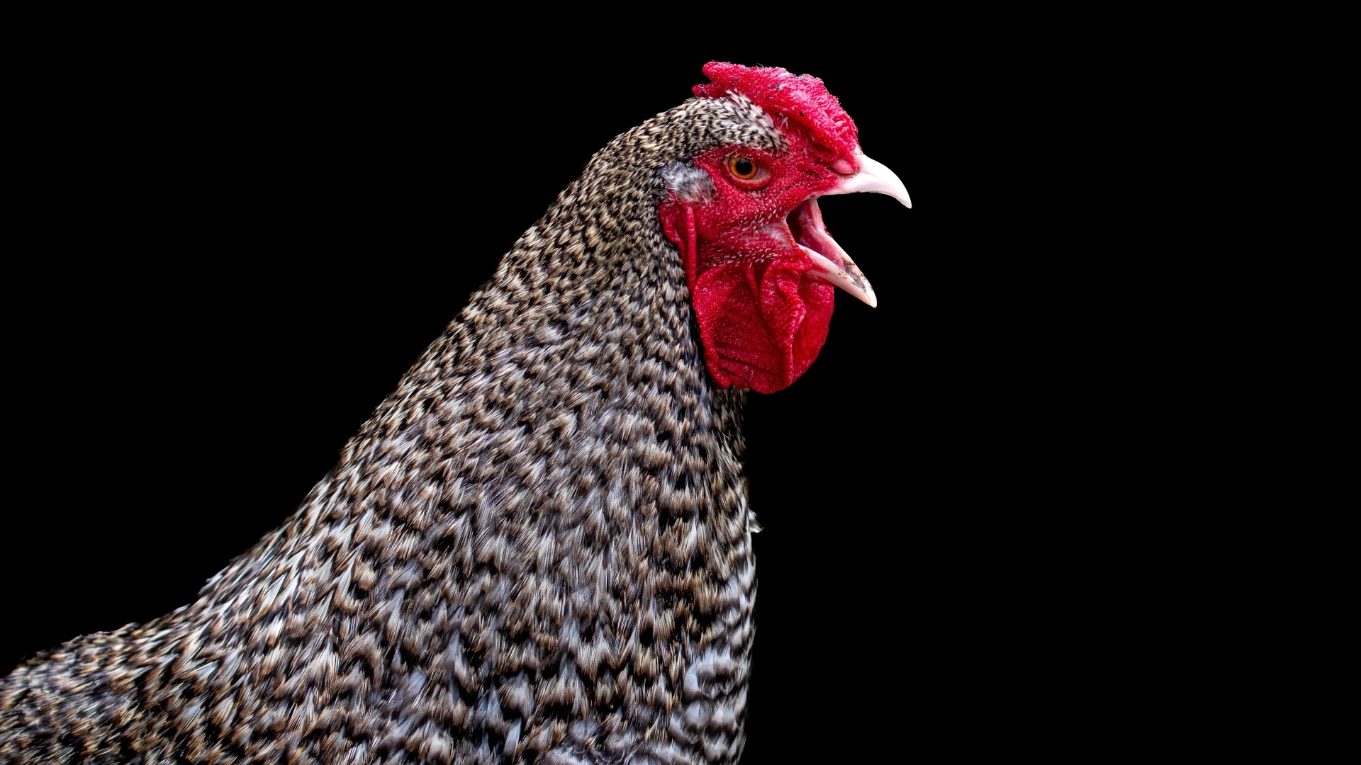Серая домашняя курица на черном фоне