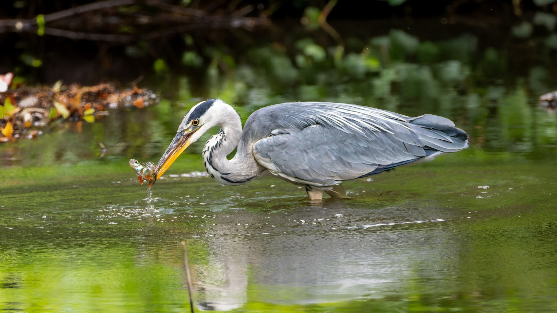Серая цапля ловит рыбу в пруду
