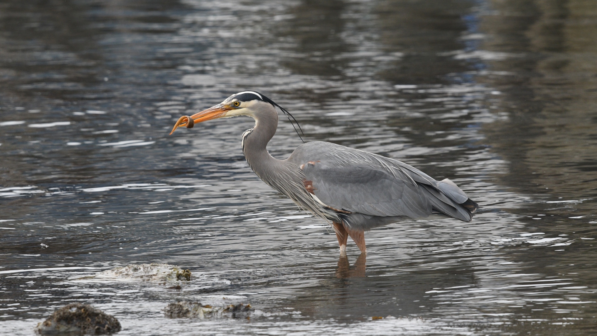 Серая цапля ловит рыбу в воде