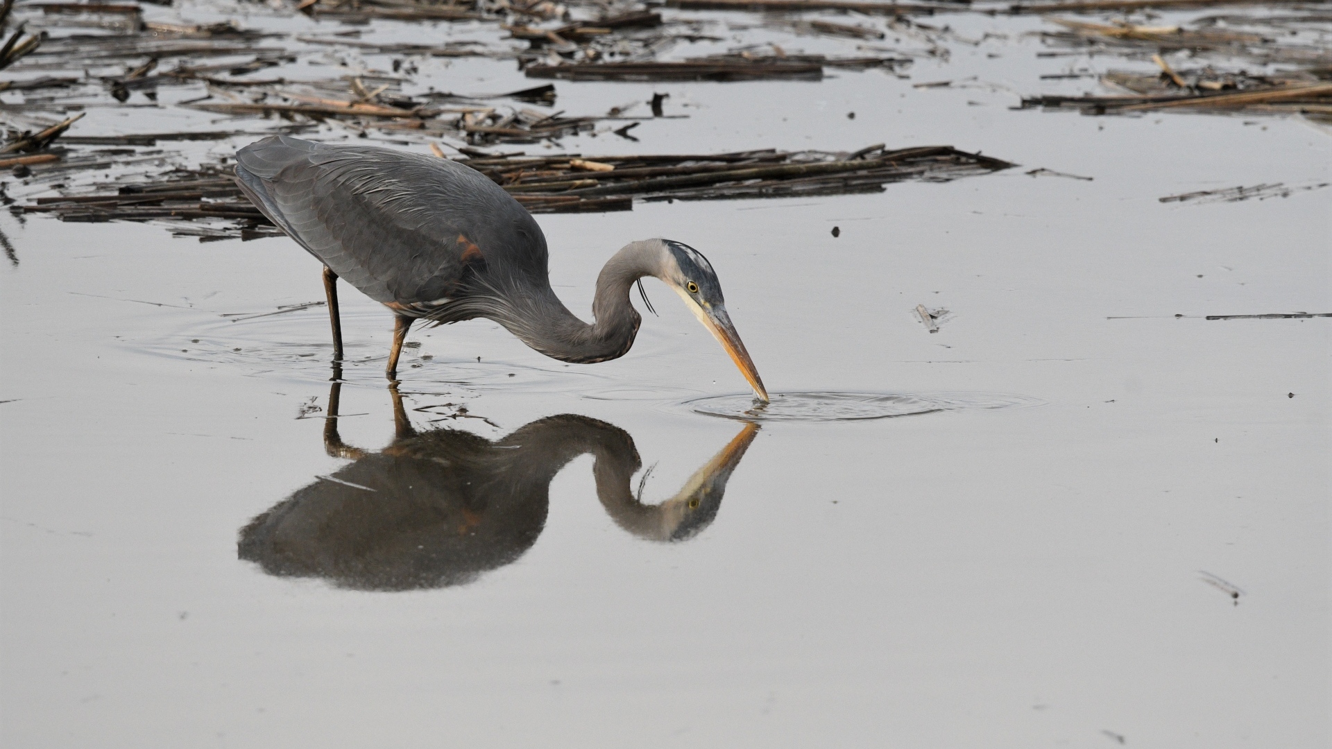 Серая цапля охотится в воде