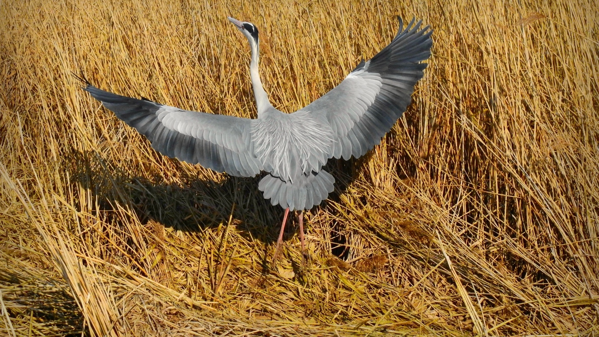 Серая цапля готовится взлететь 