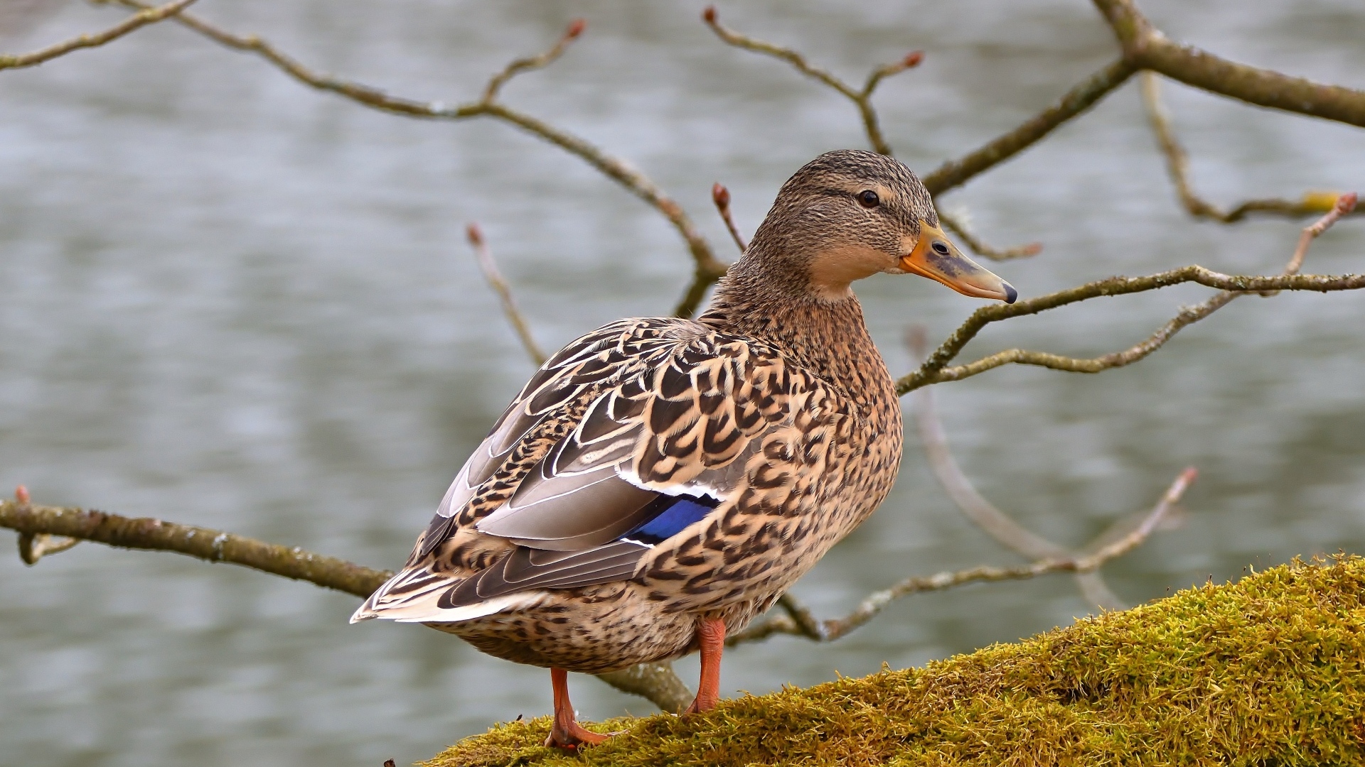 Серая дикая утка стоит у воды