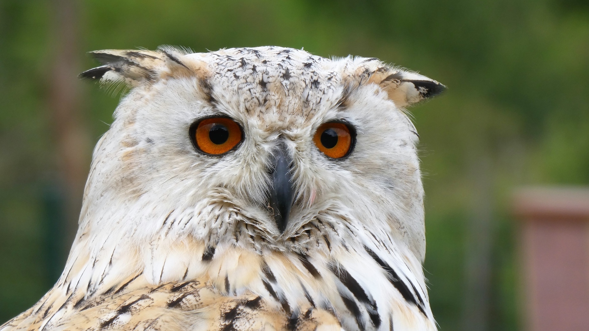 Большой евразийский филин крупным планом