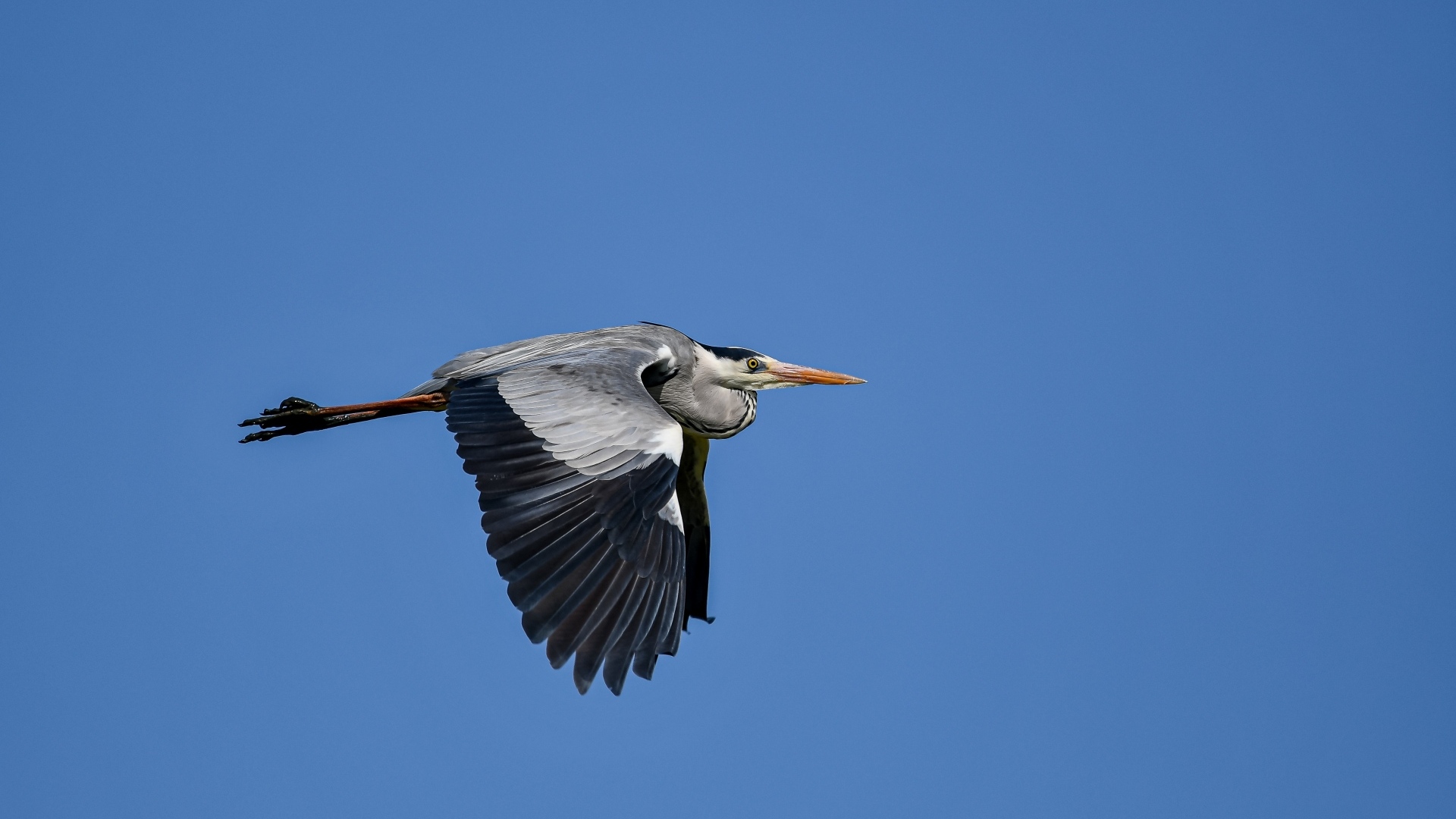 Большая серая цапля летит в голубом небе